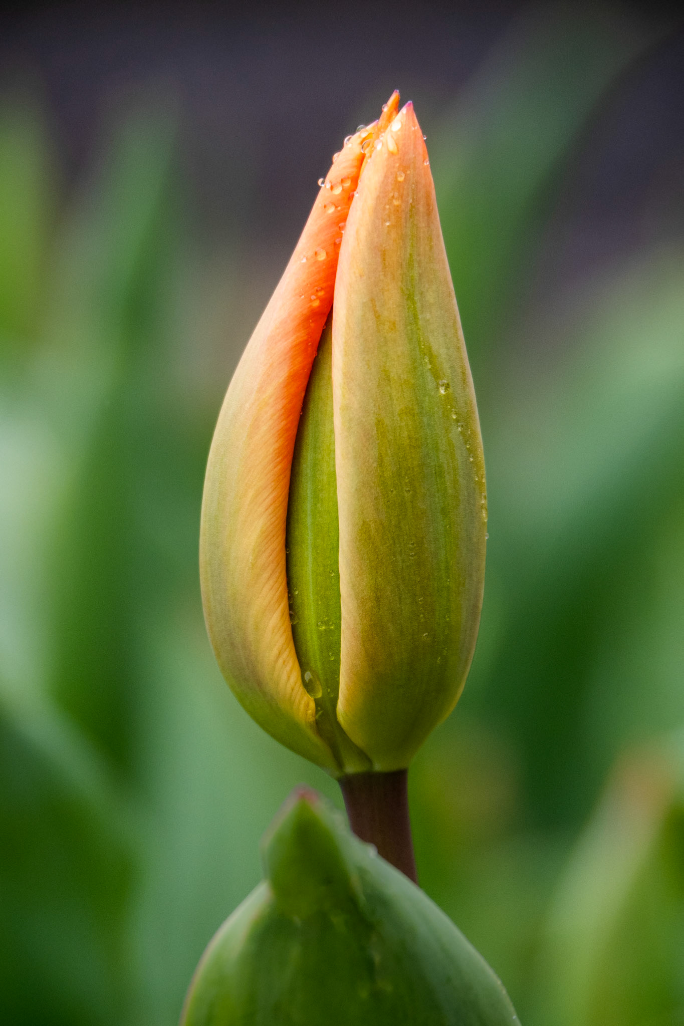 OM-5 | 14-150mm F 4.0-5.6 II