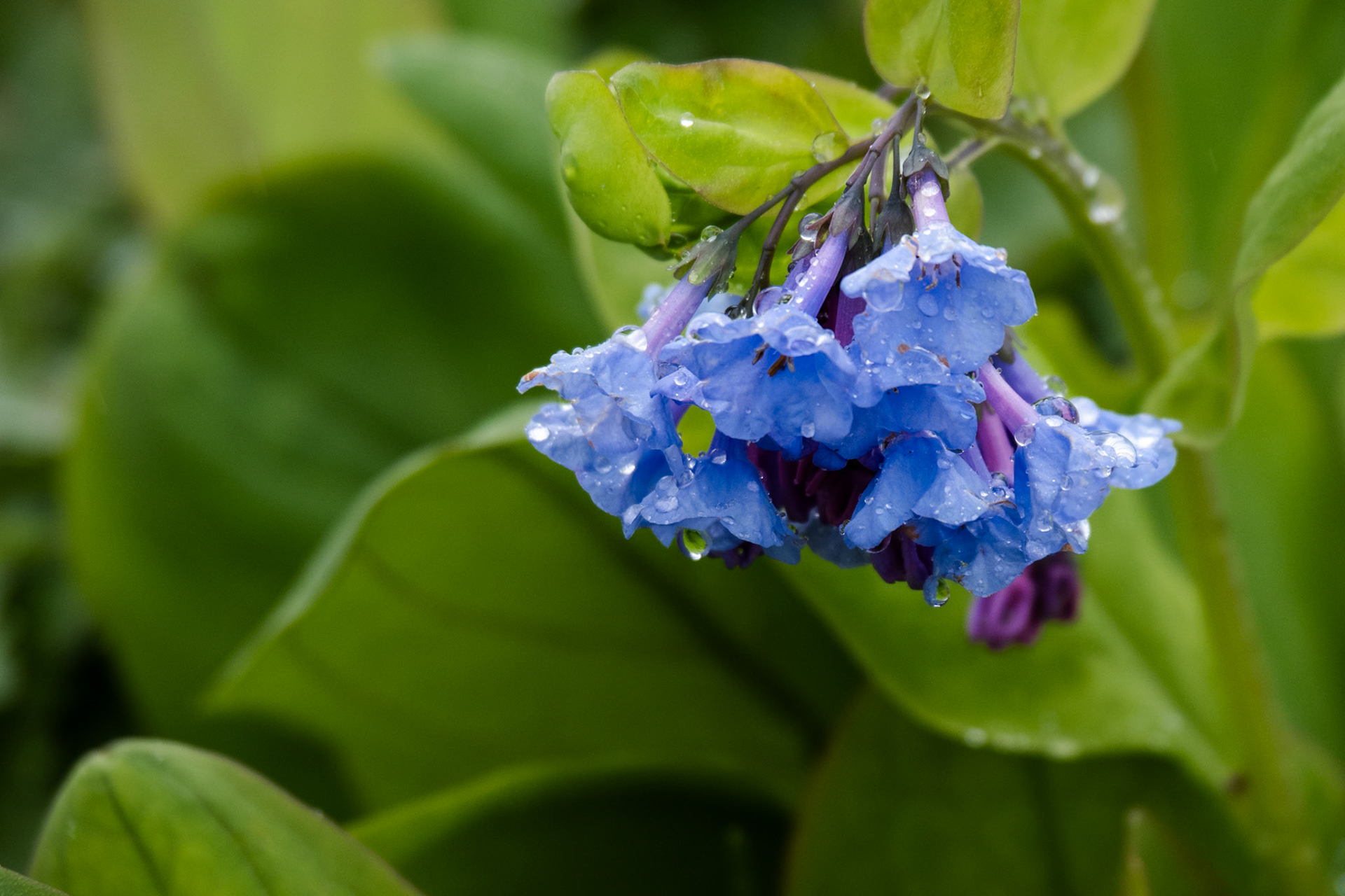 OM-5 | 14-150mm F 4.0-5.6 II