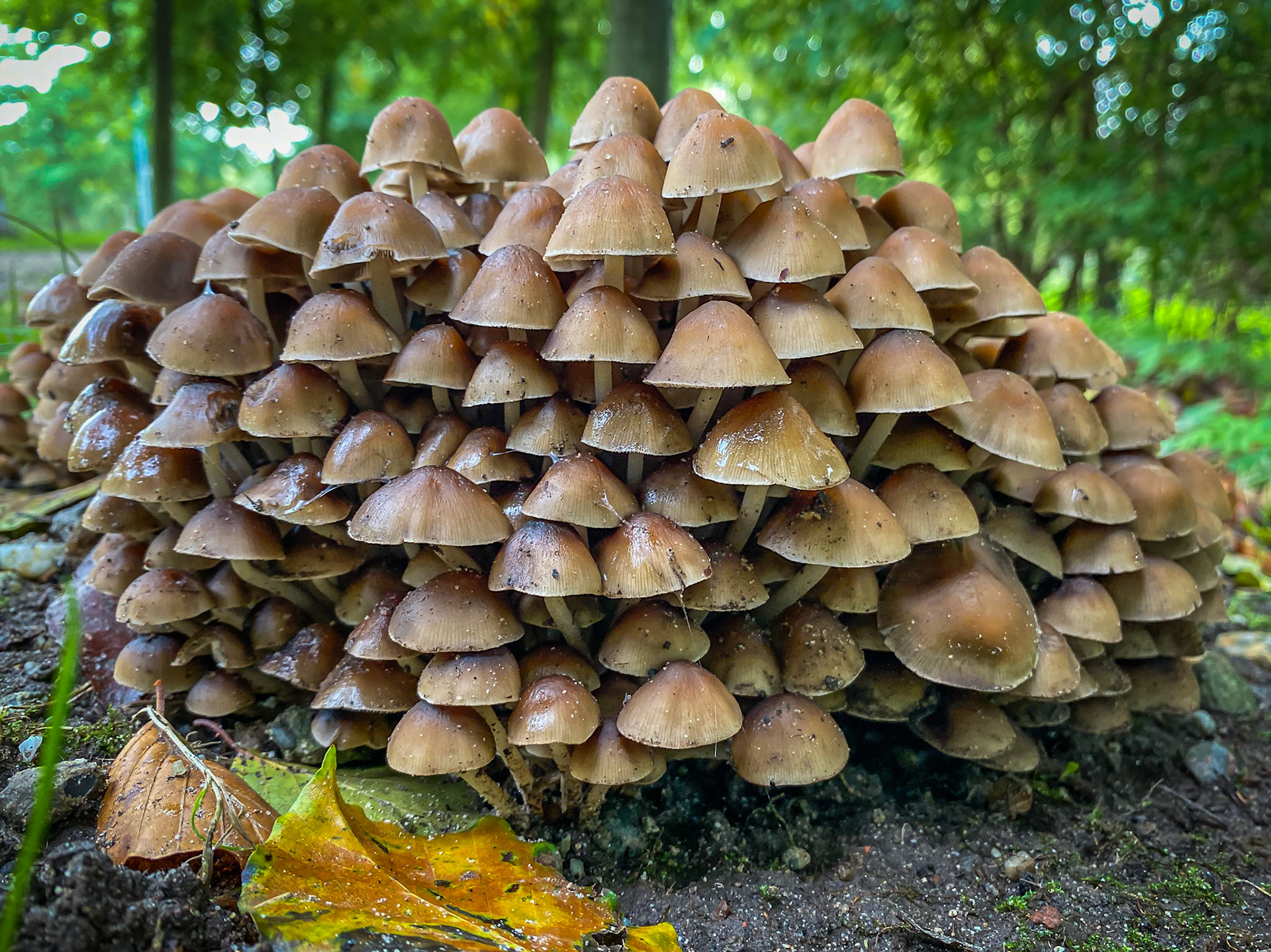 Dag -234: Herfst.