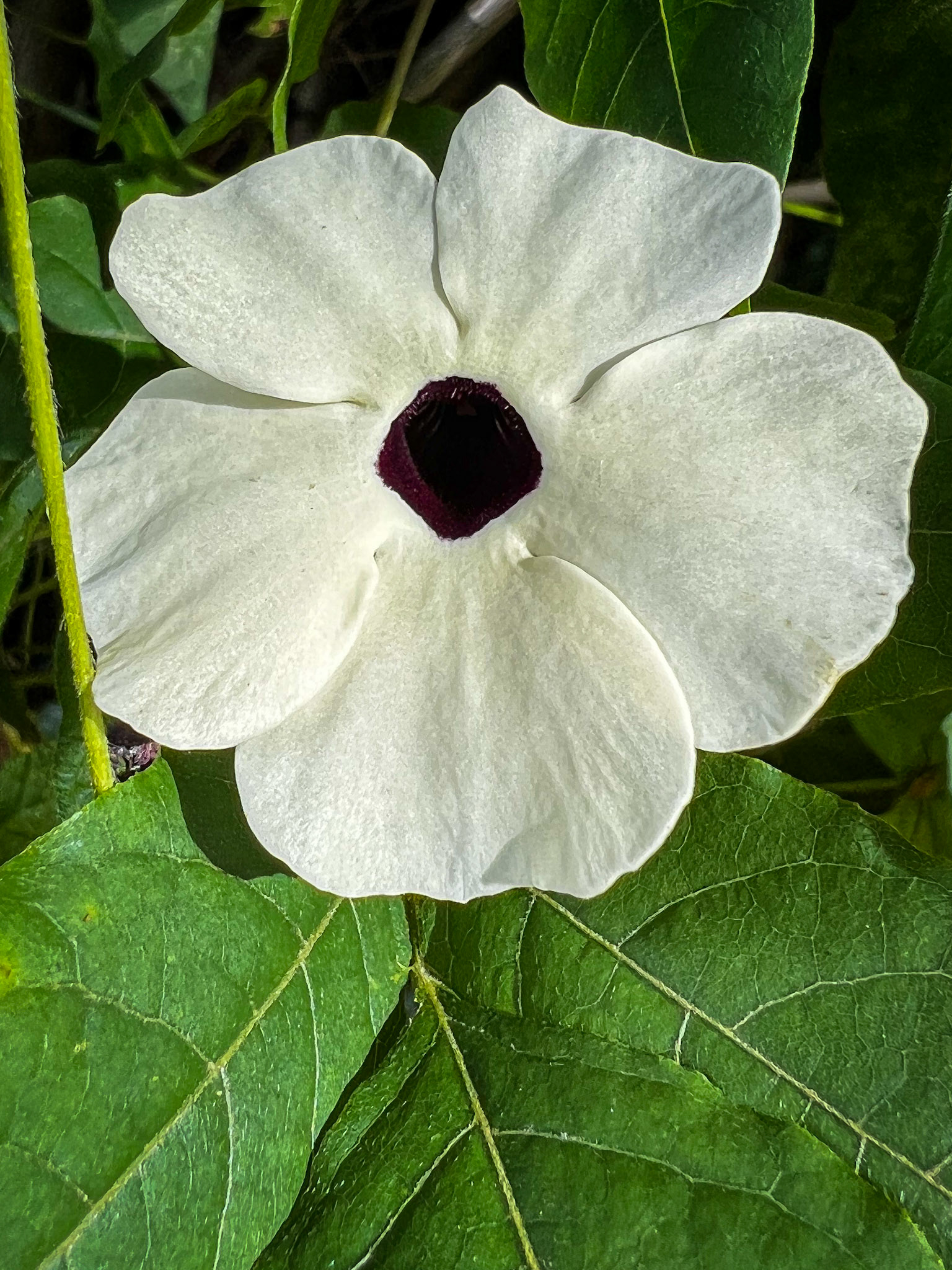 Dag 491: Suzaaaaaanne (met de mooie ogen)