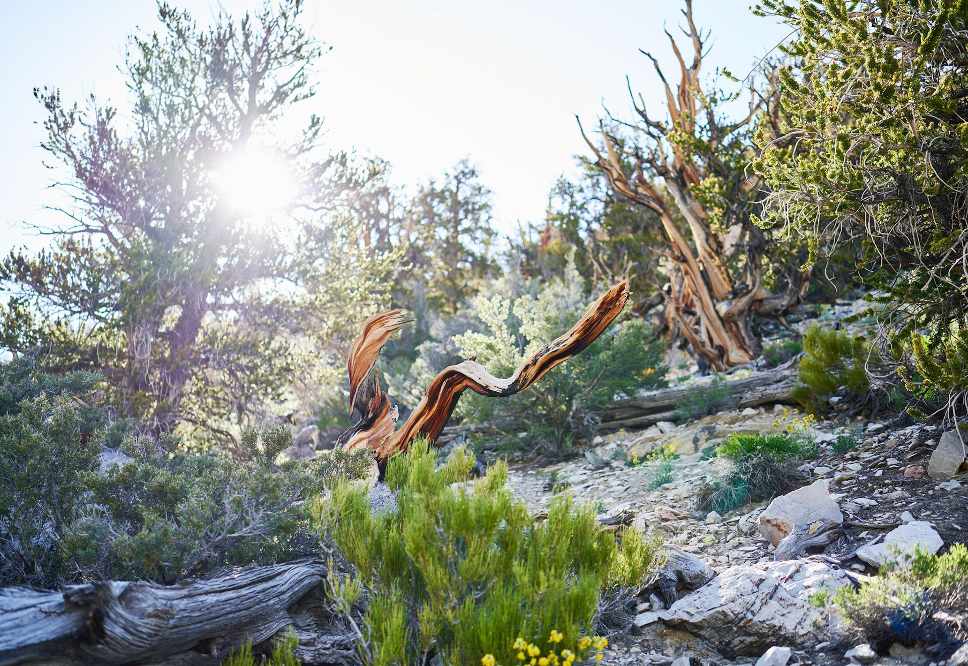 Ancient Bristlecone Pine White MTN Wilderness Inyo NF