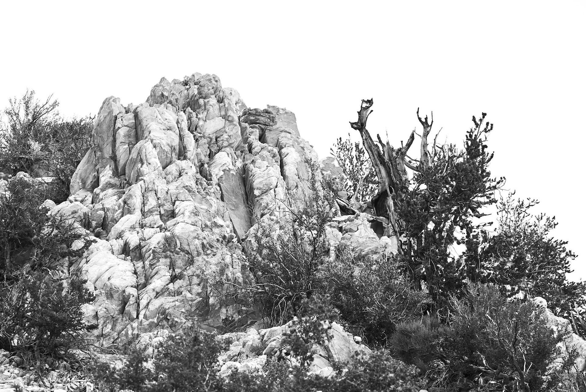 Ancient Bristlecone Pine White MTN Wilderness Inyo NF
