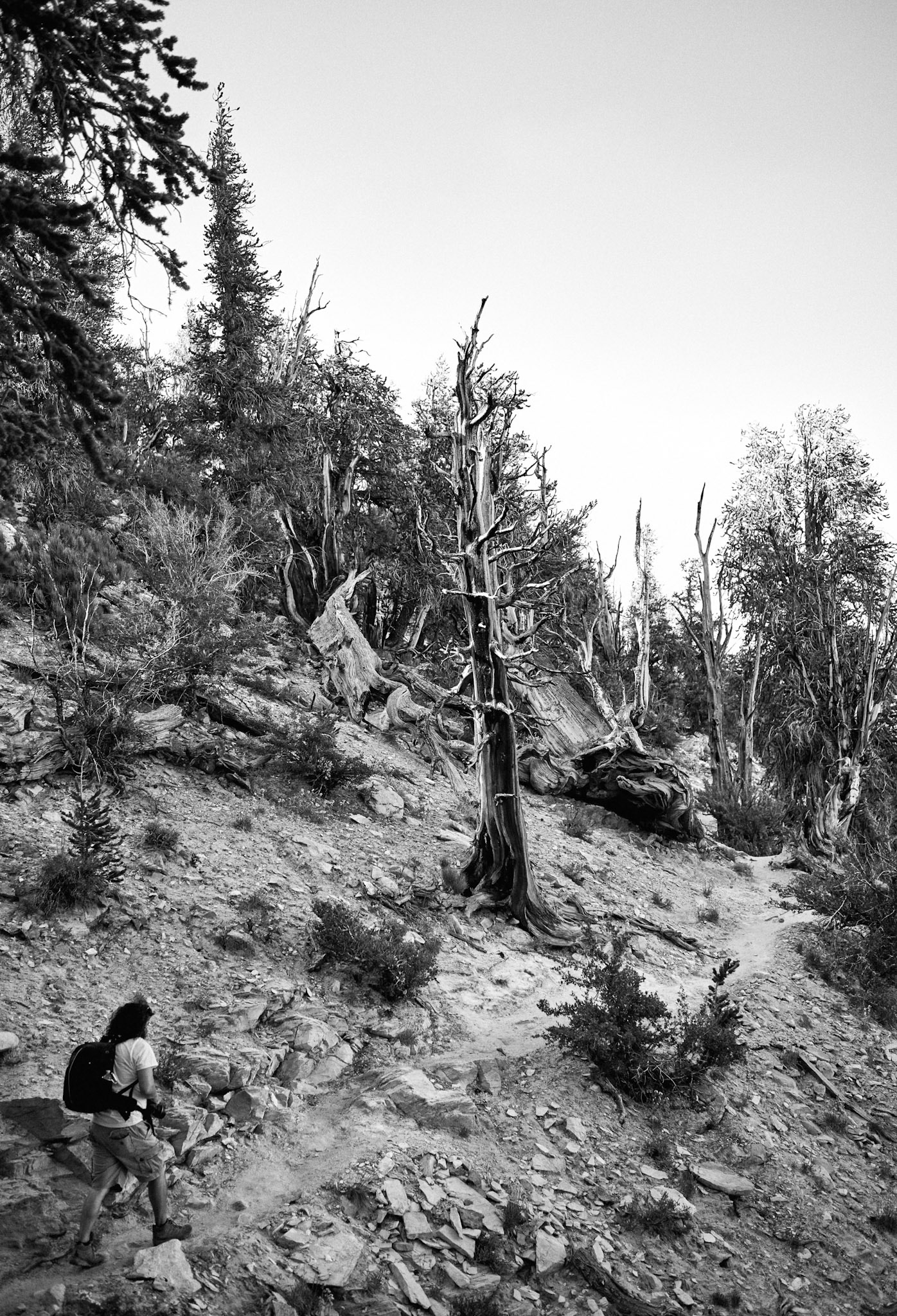 Ancient Bristlecone Pine White MTN Wilderness Inyo NF