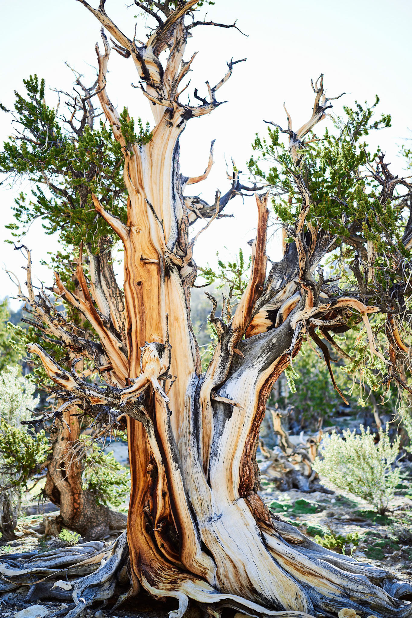 Ancient Bristlecone Pine White MTN Wilderness Inyo NF