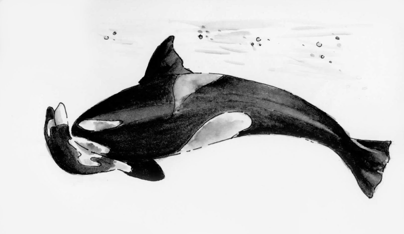Whale