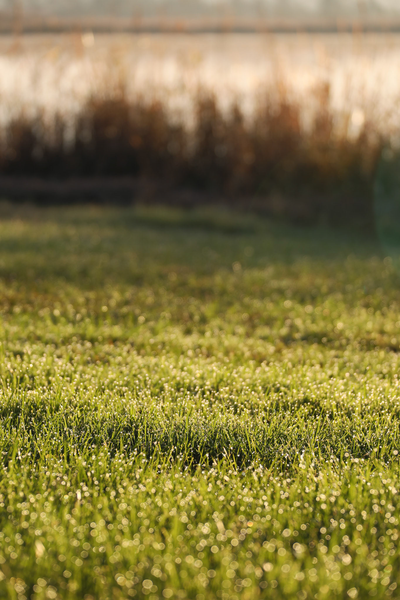 Dew on Grass in the Morning