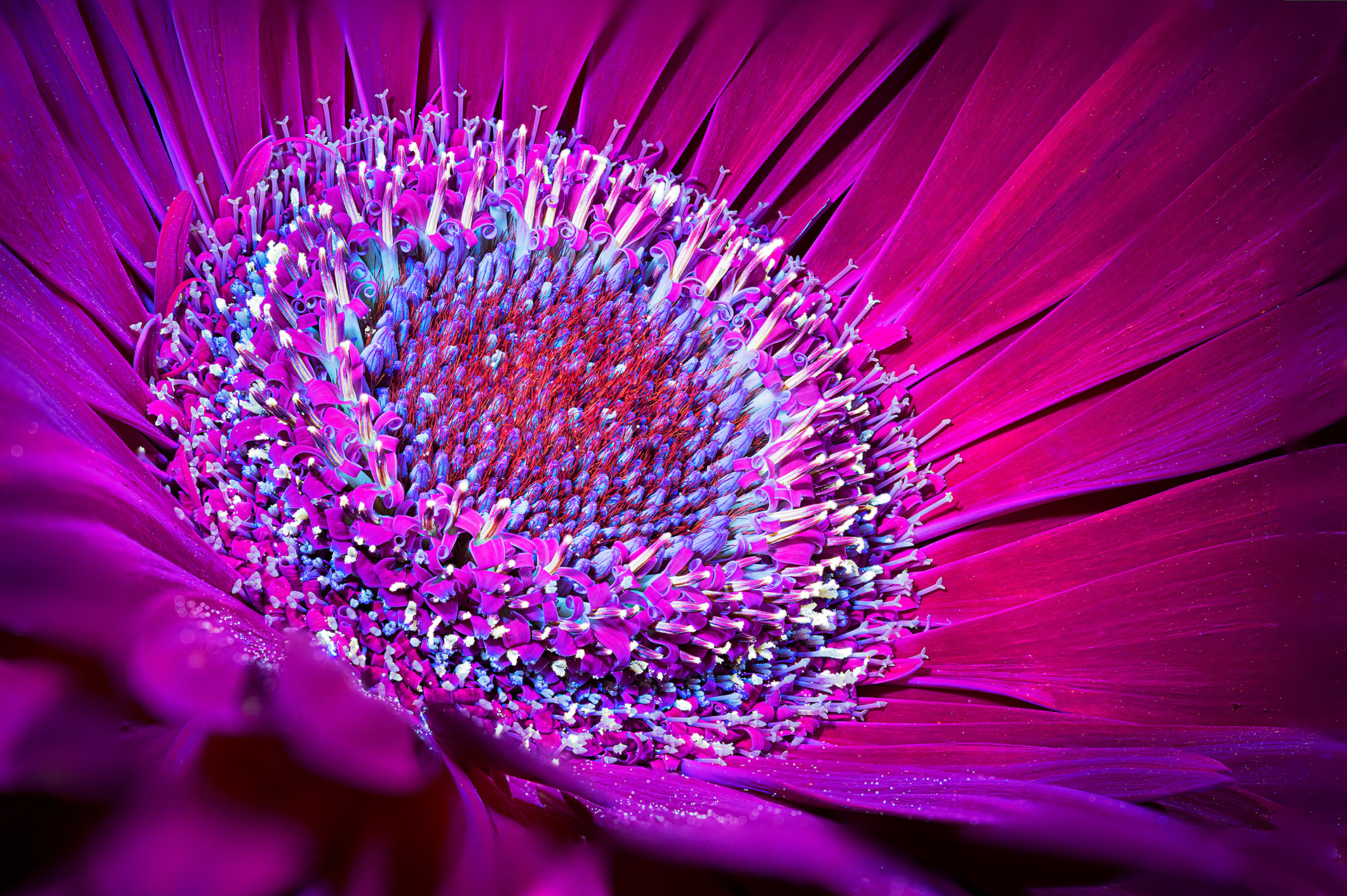 Gerbera Daisy - Ultraviolet Lighting 