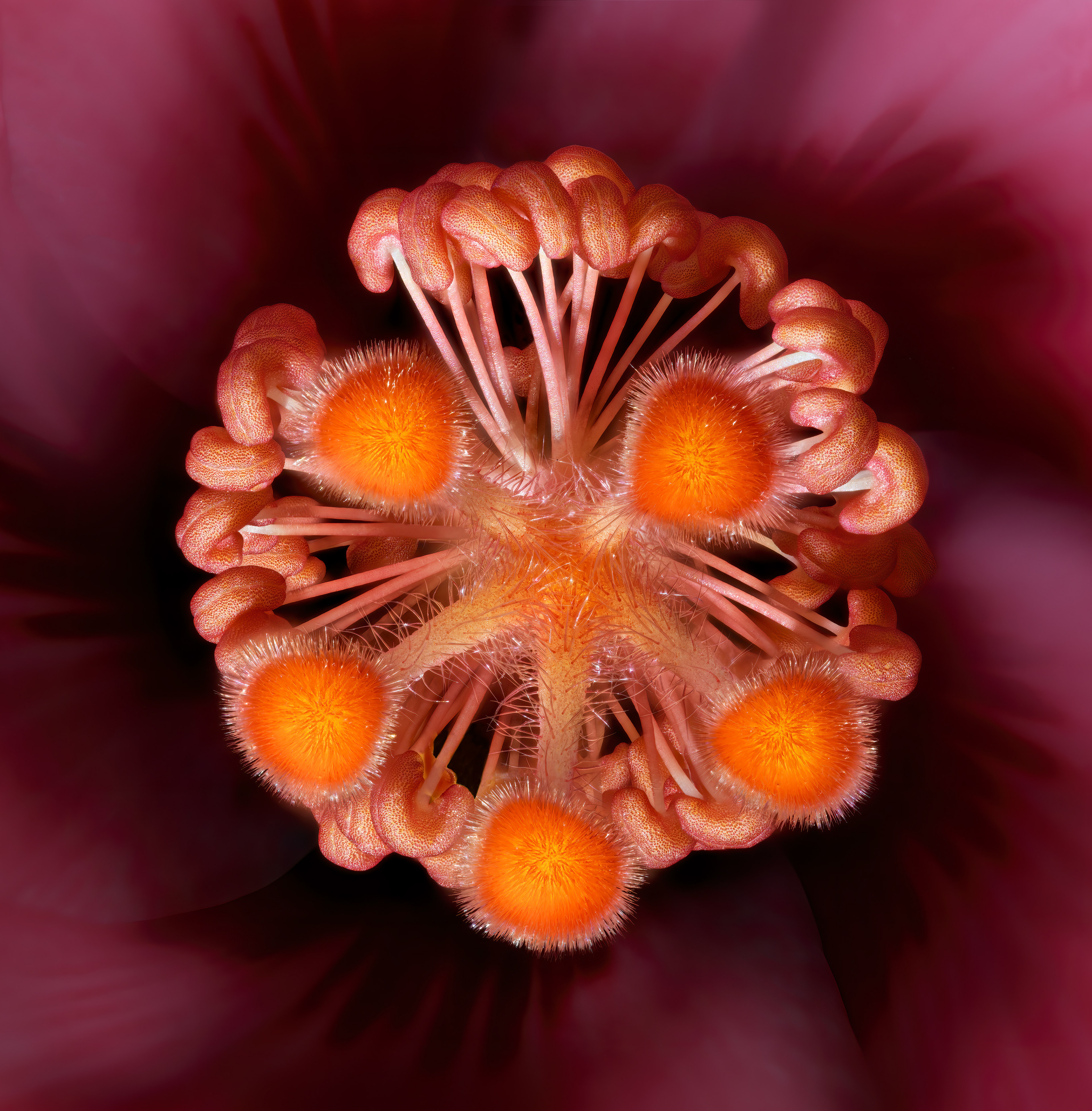 Hibiscus