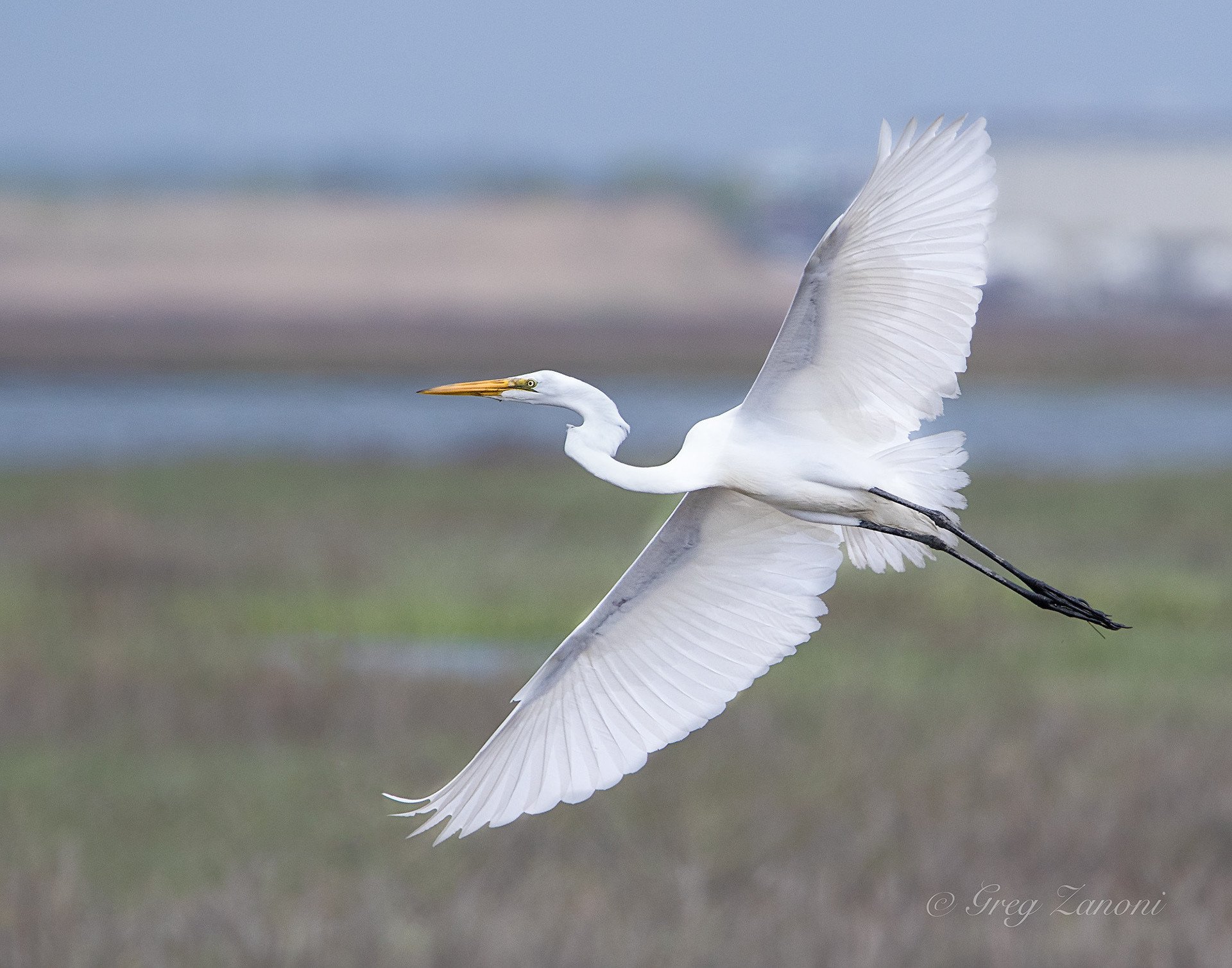 Egret -Cape May, NJ