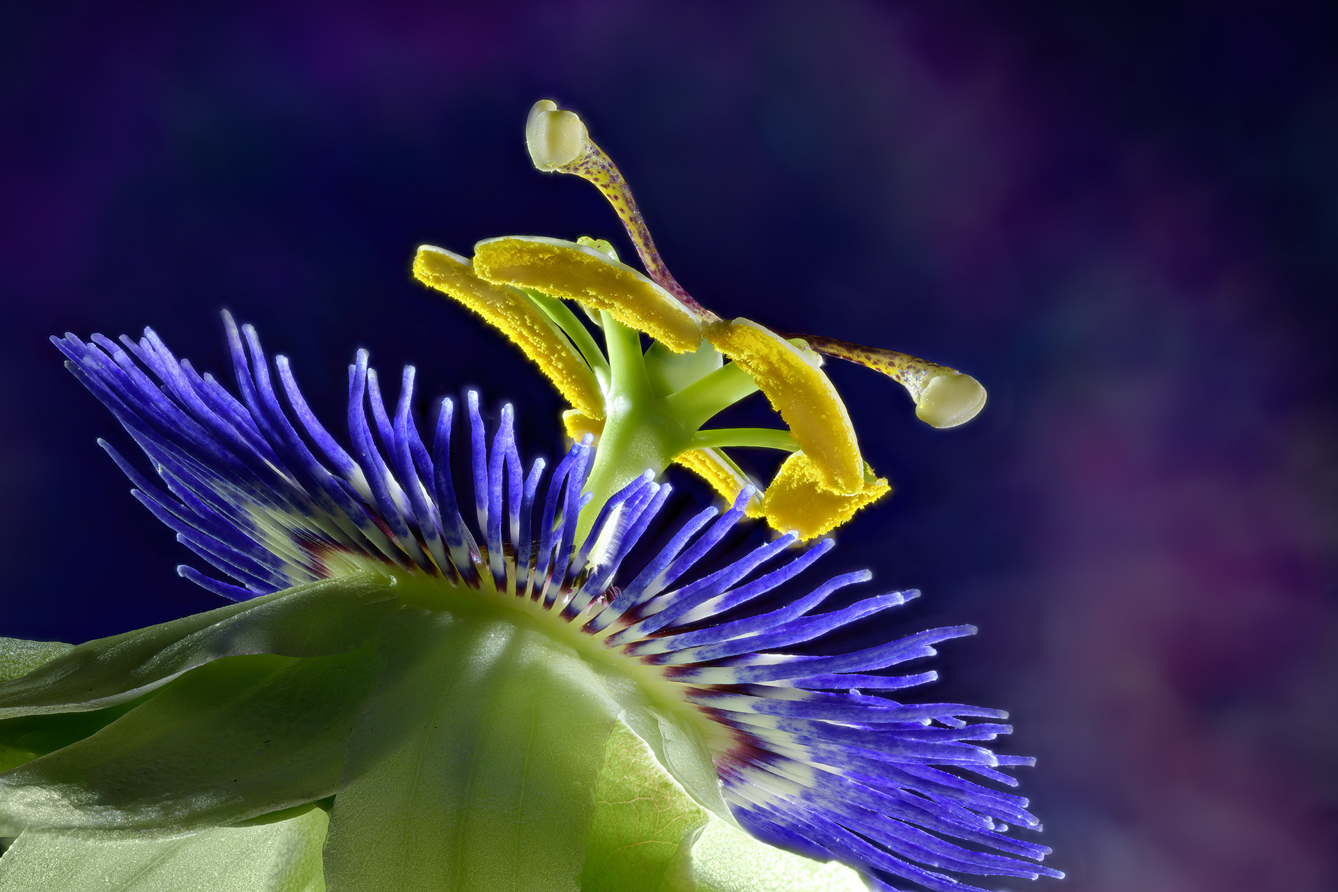 Passion Flower