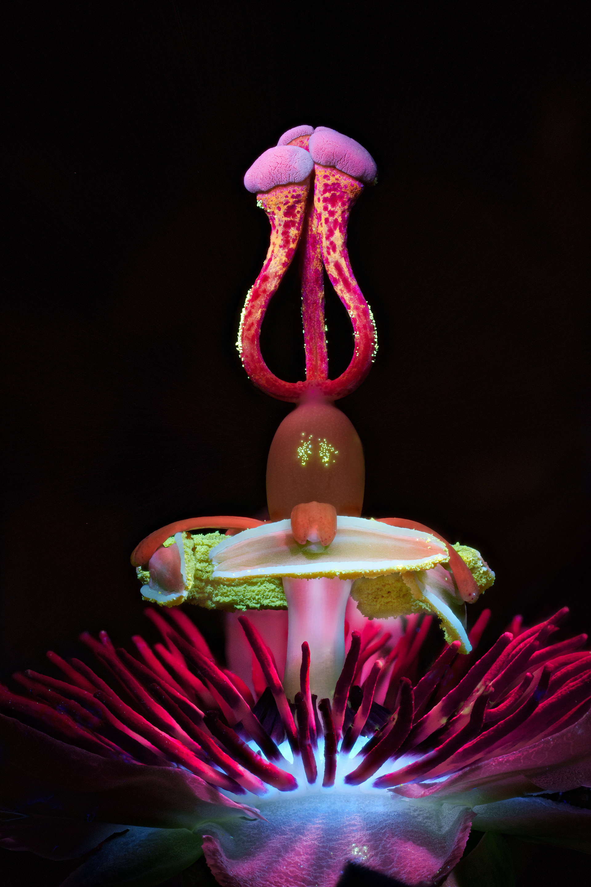 Passion Flower