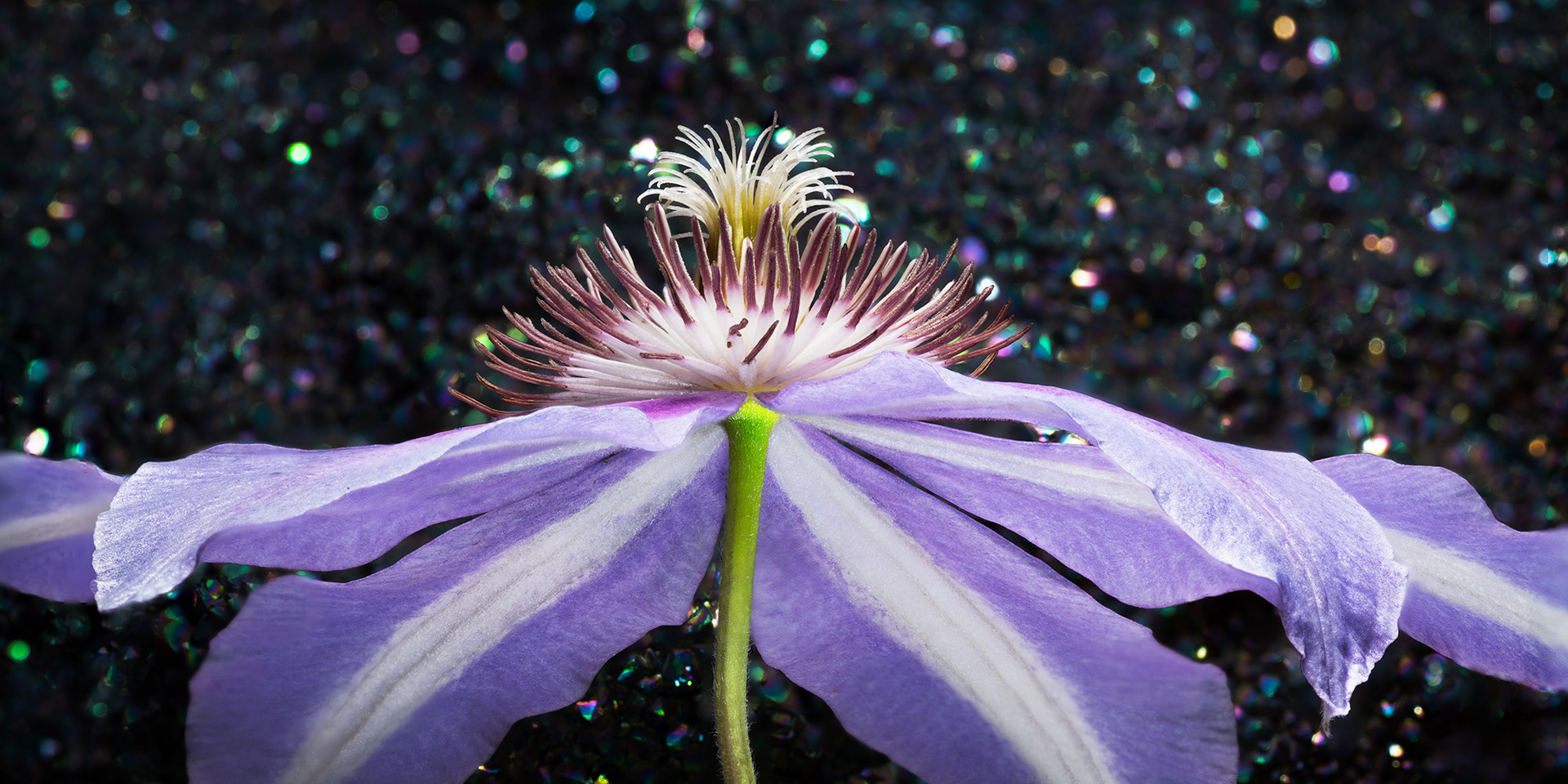 Clematis