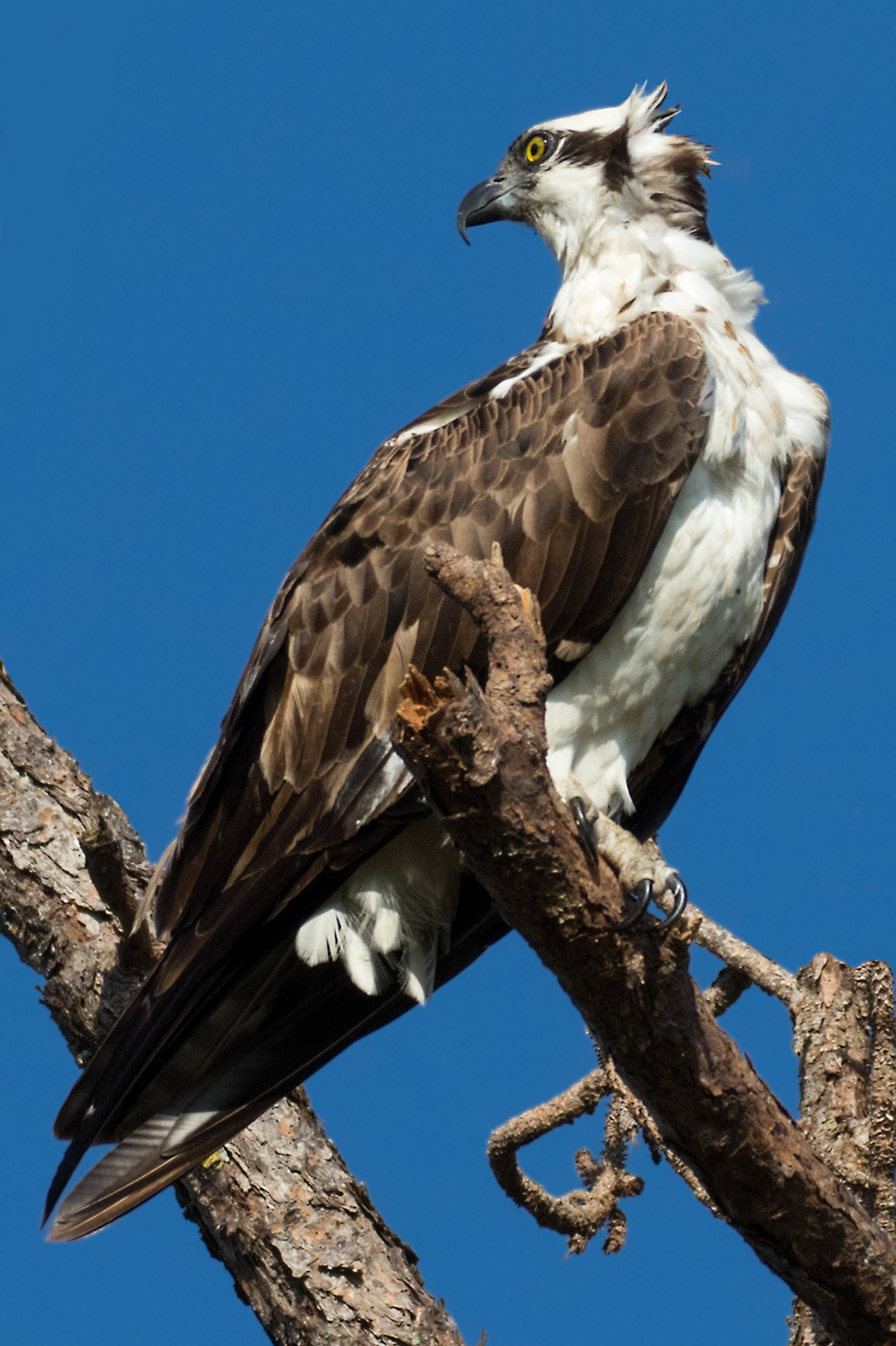 Osprey - Florida