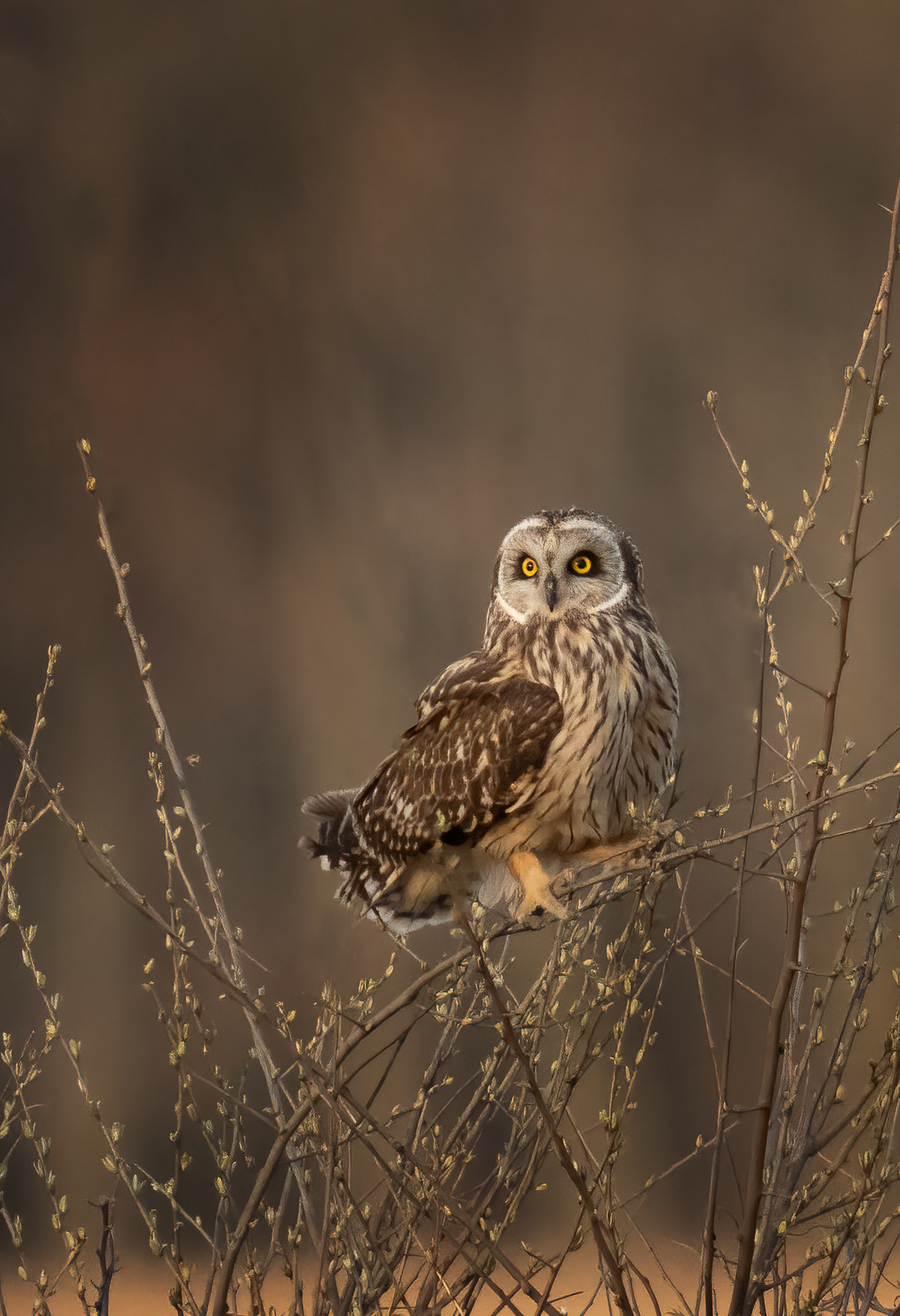 Short Ear Owl