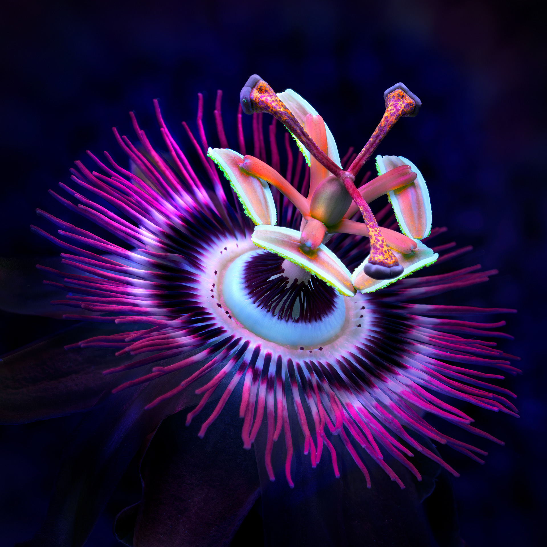 Purple Passion Fruit Flower - UV Light