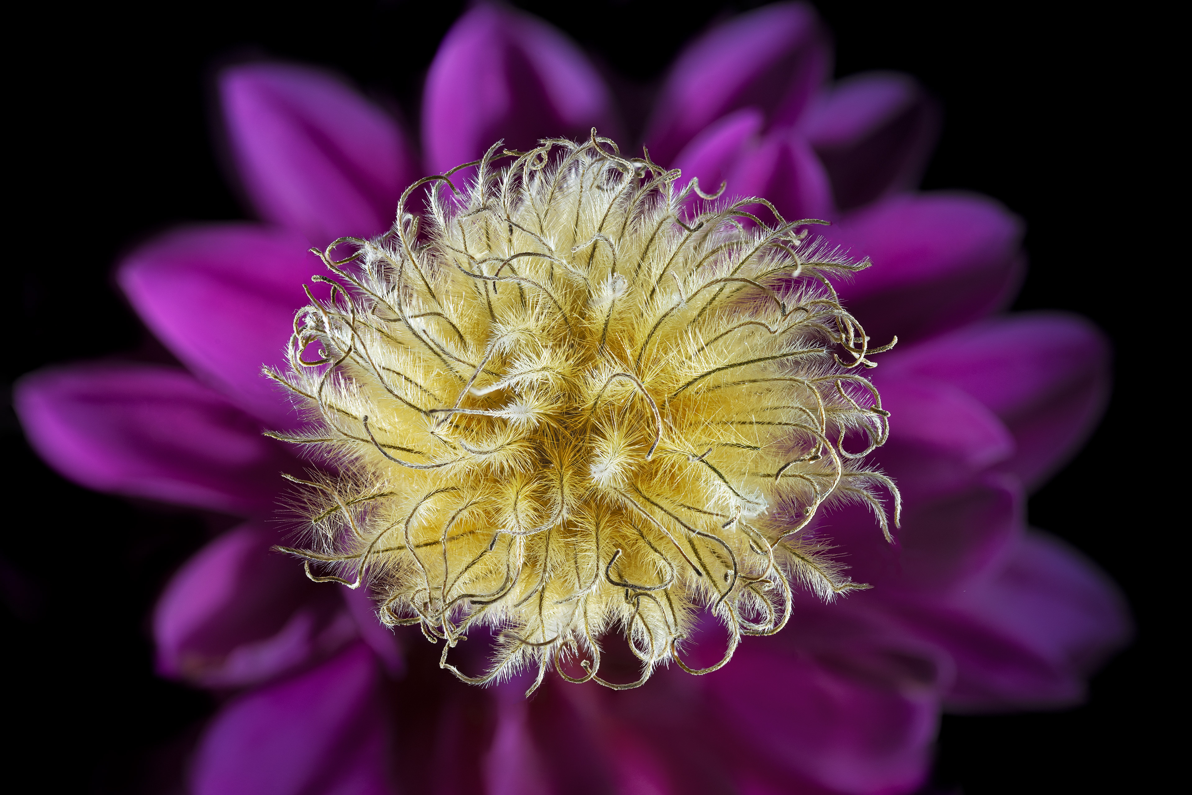 Clamatis Seed
