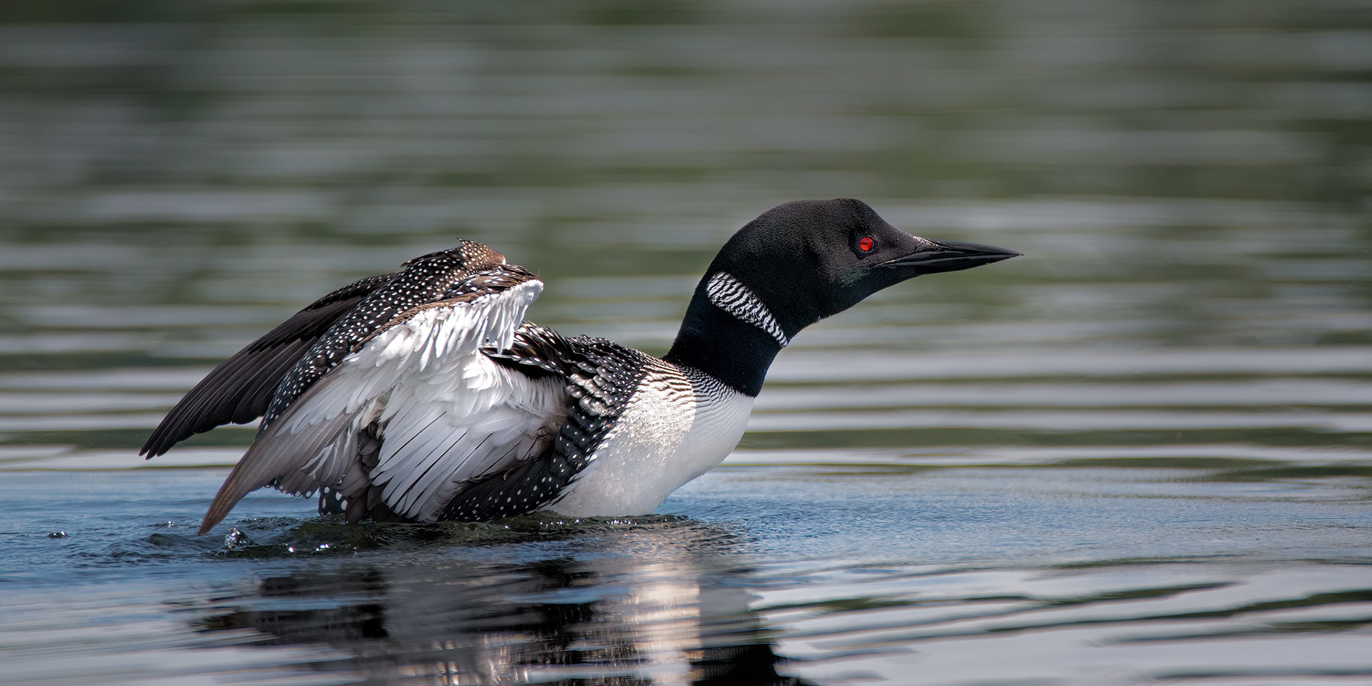 Loon - Upstate NY