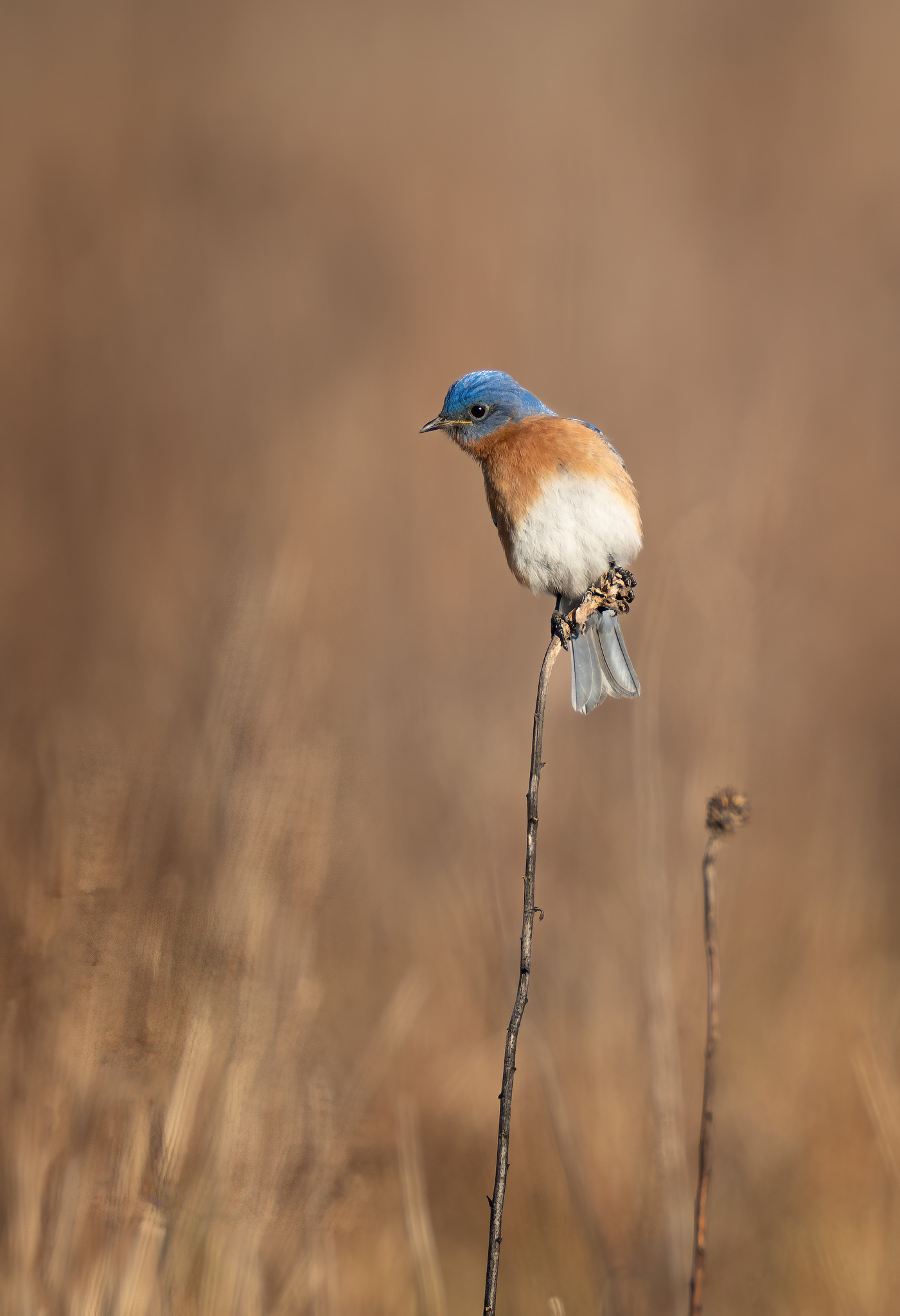 Blue Bird