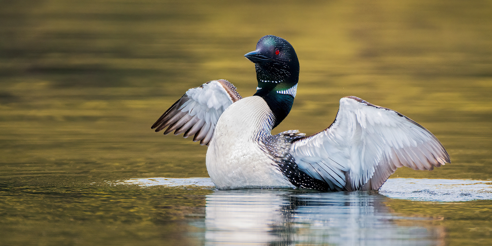 Loon - Upstate NY