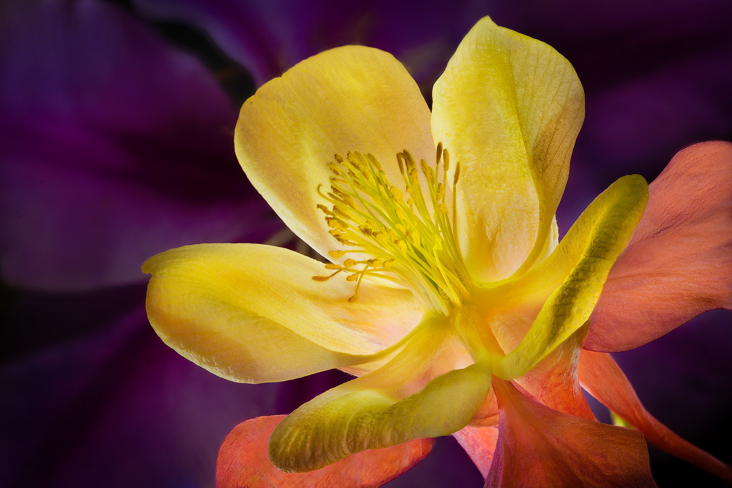 Columbine