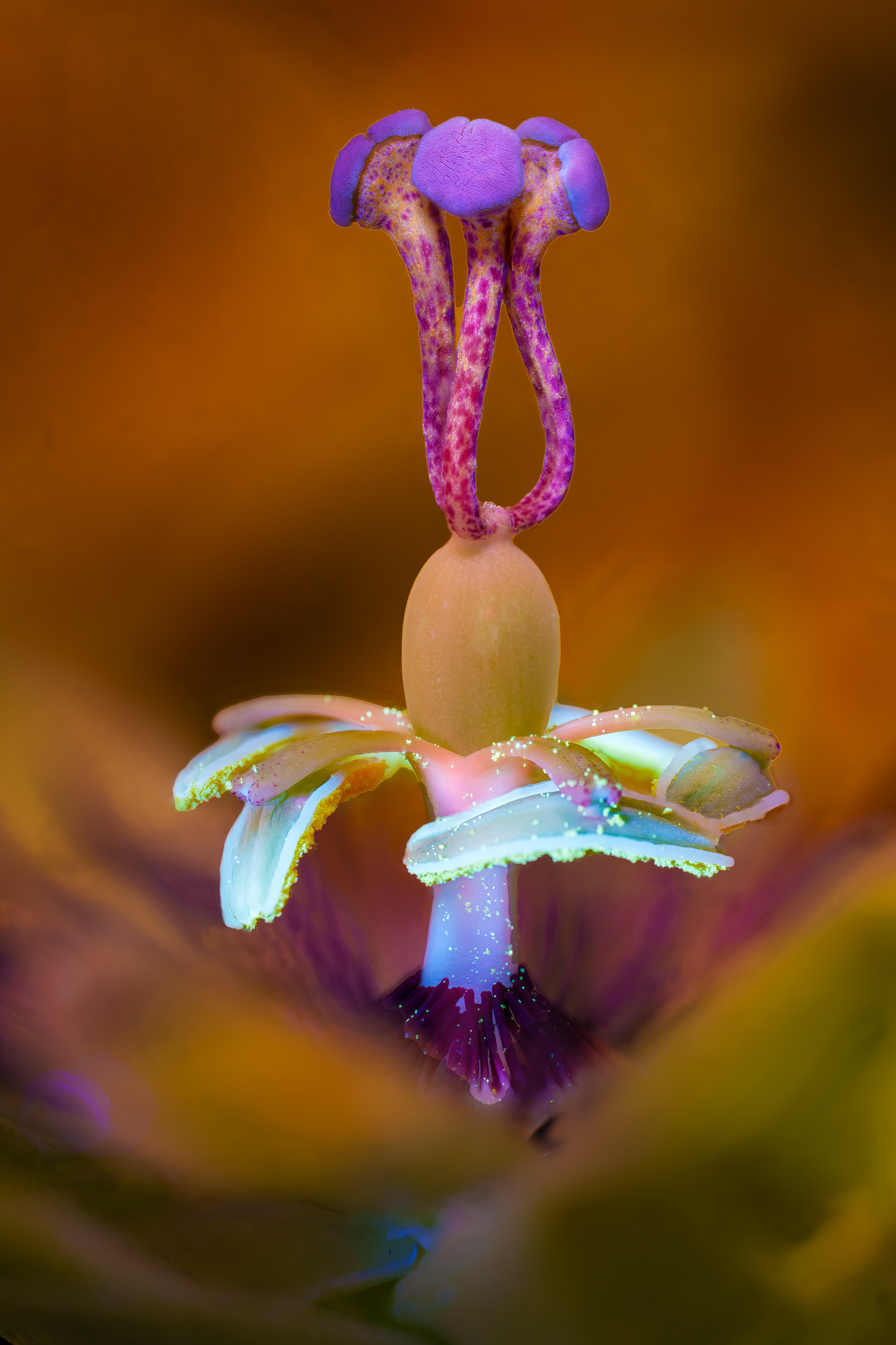Passion Flower