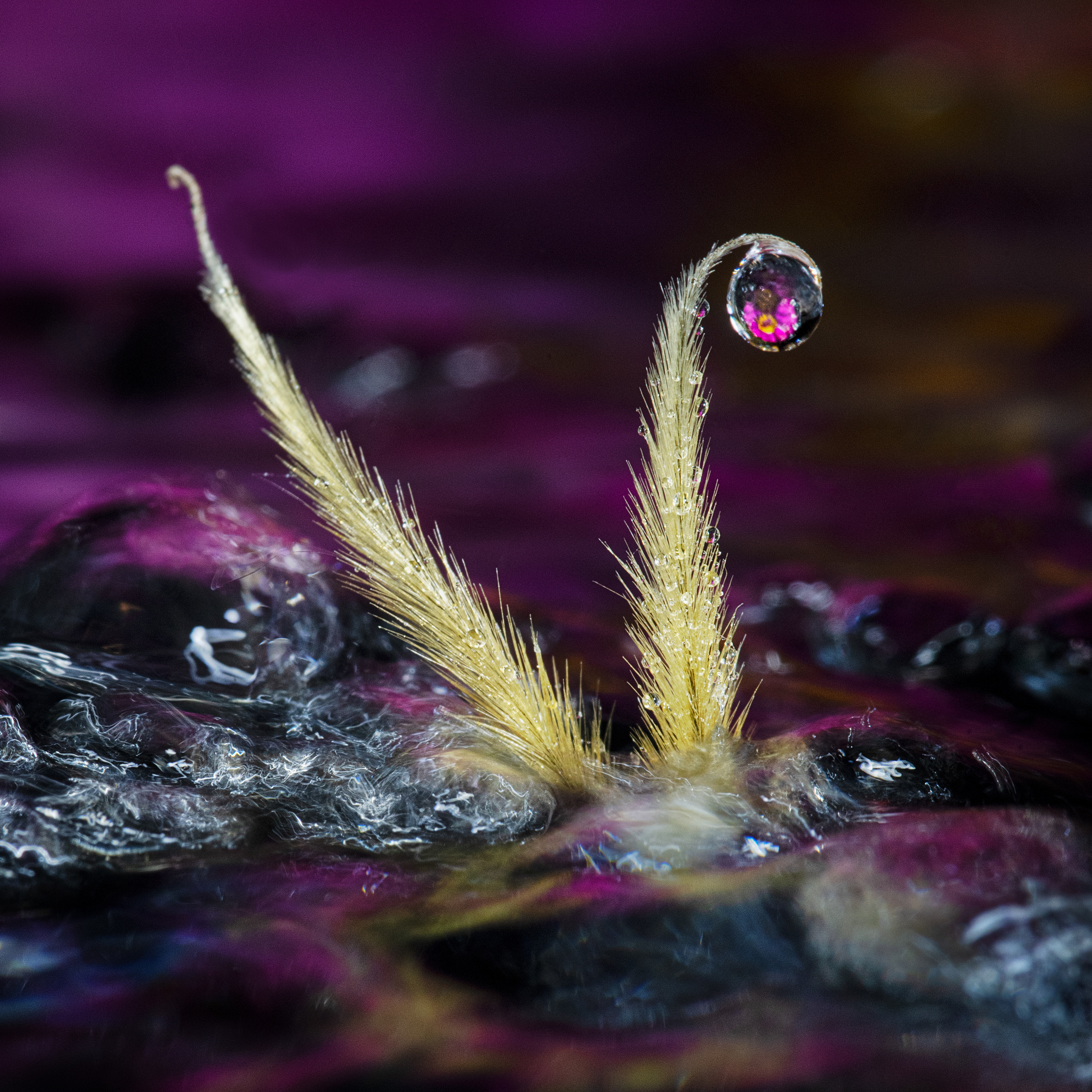 Clamatis Seed in Water