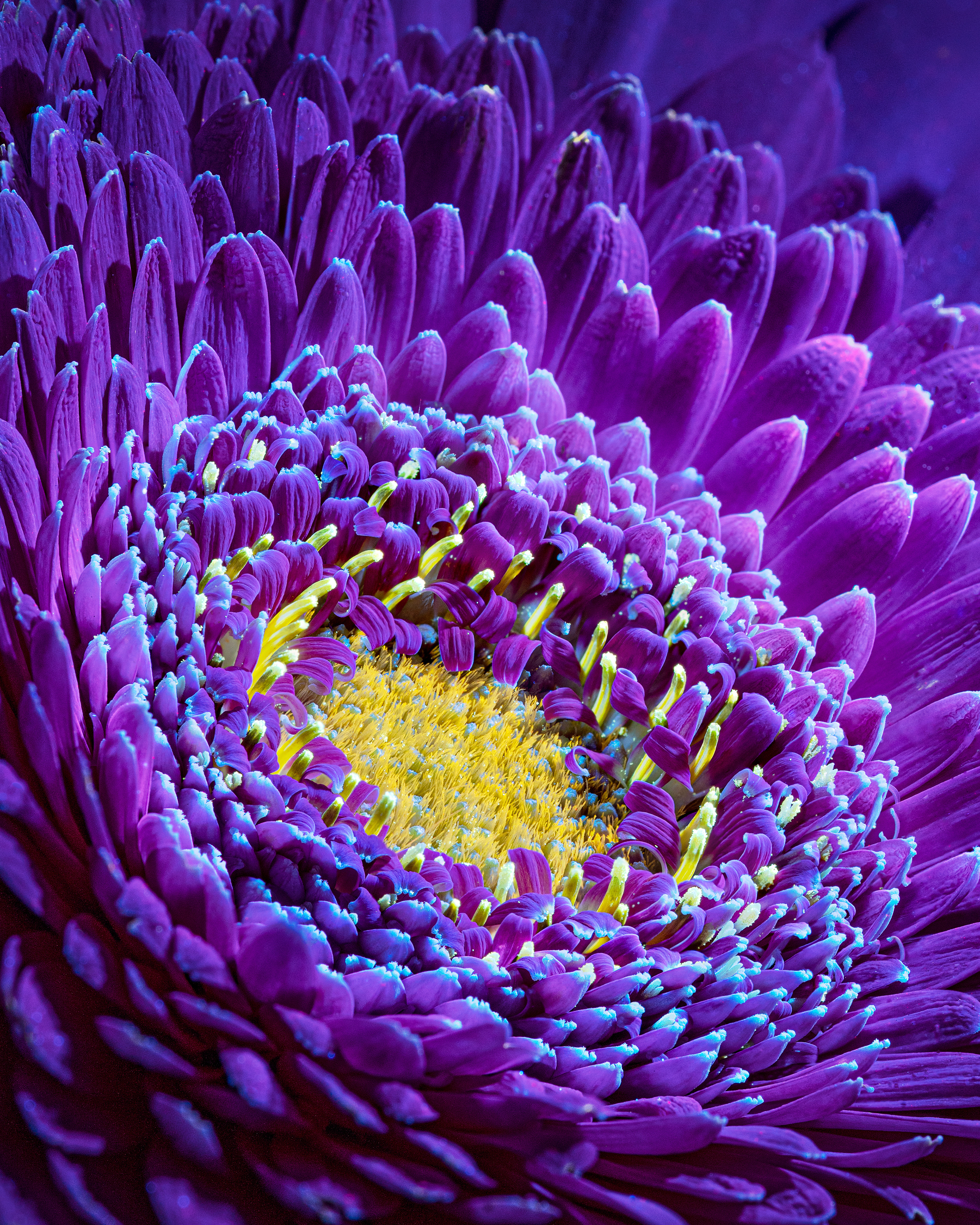 UV induced Gerbera Daisy