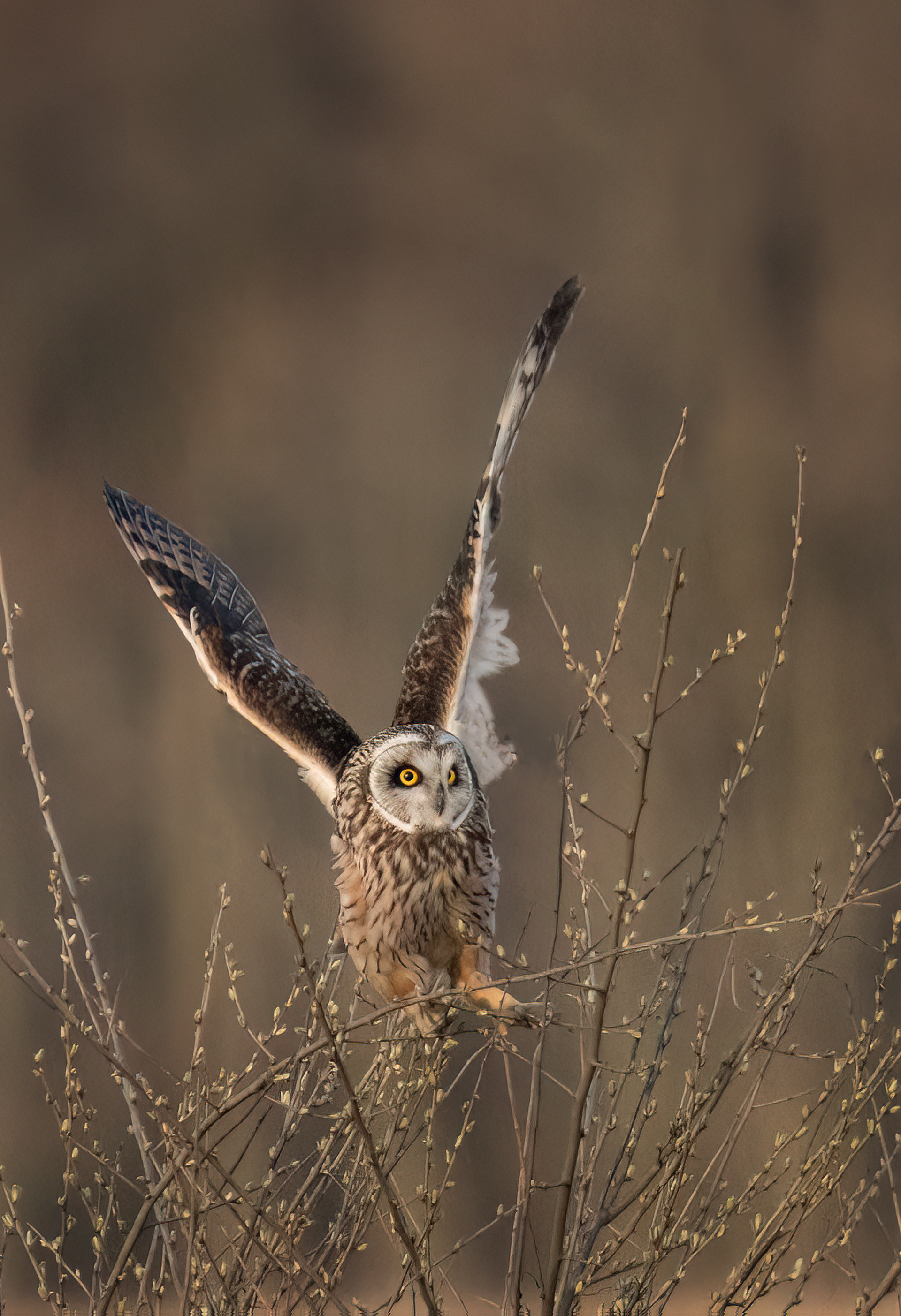 Short Ear Owl