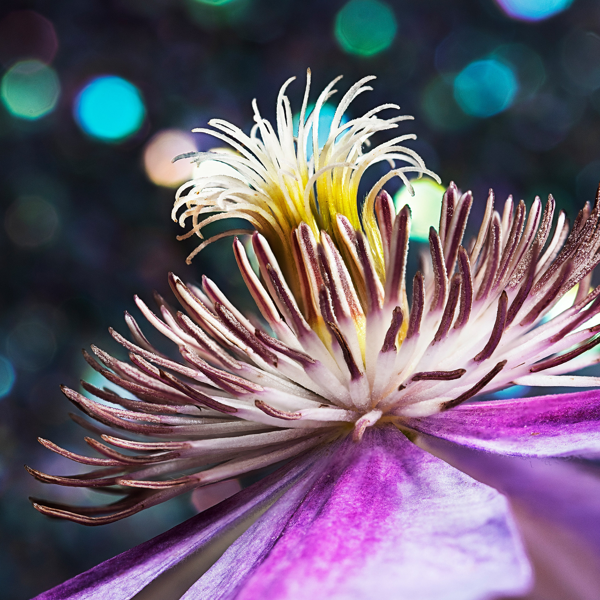 Clematis