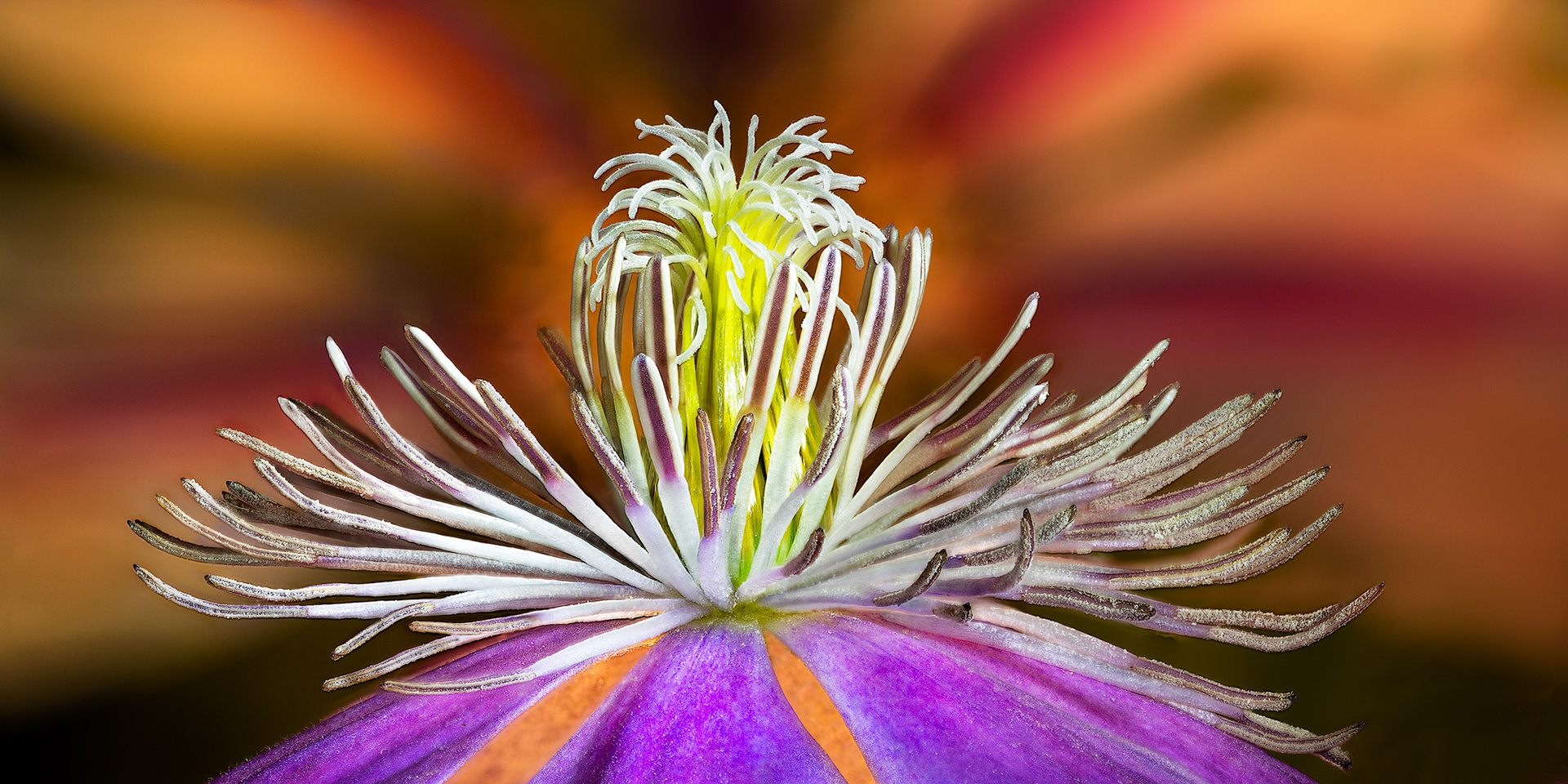 Clematis