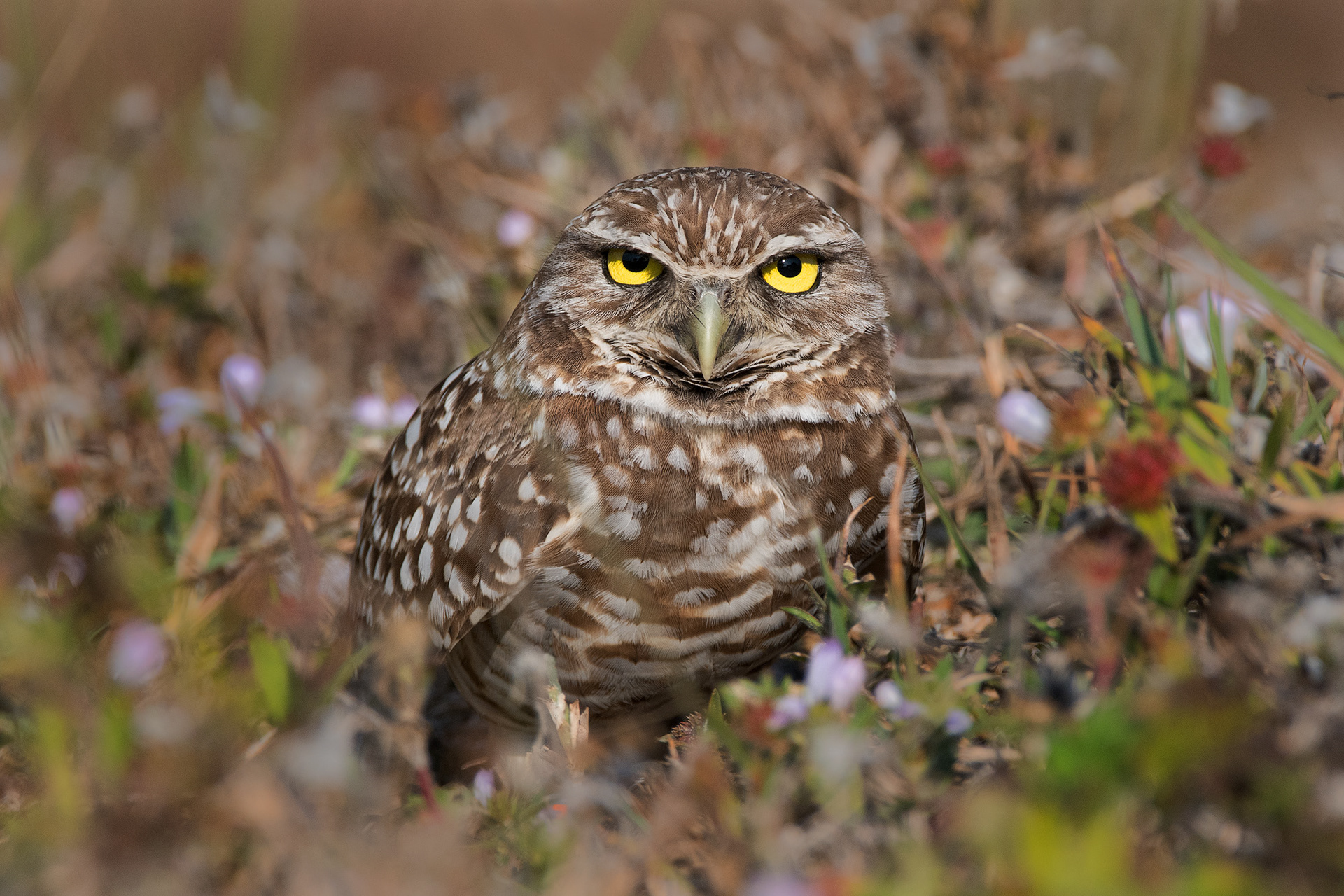 Burrowing Owl - Florida