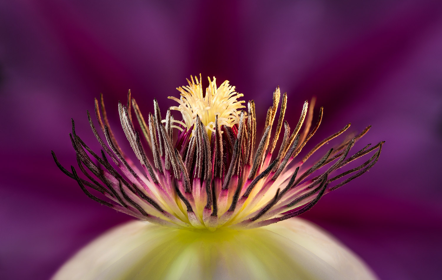 Clematis