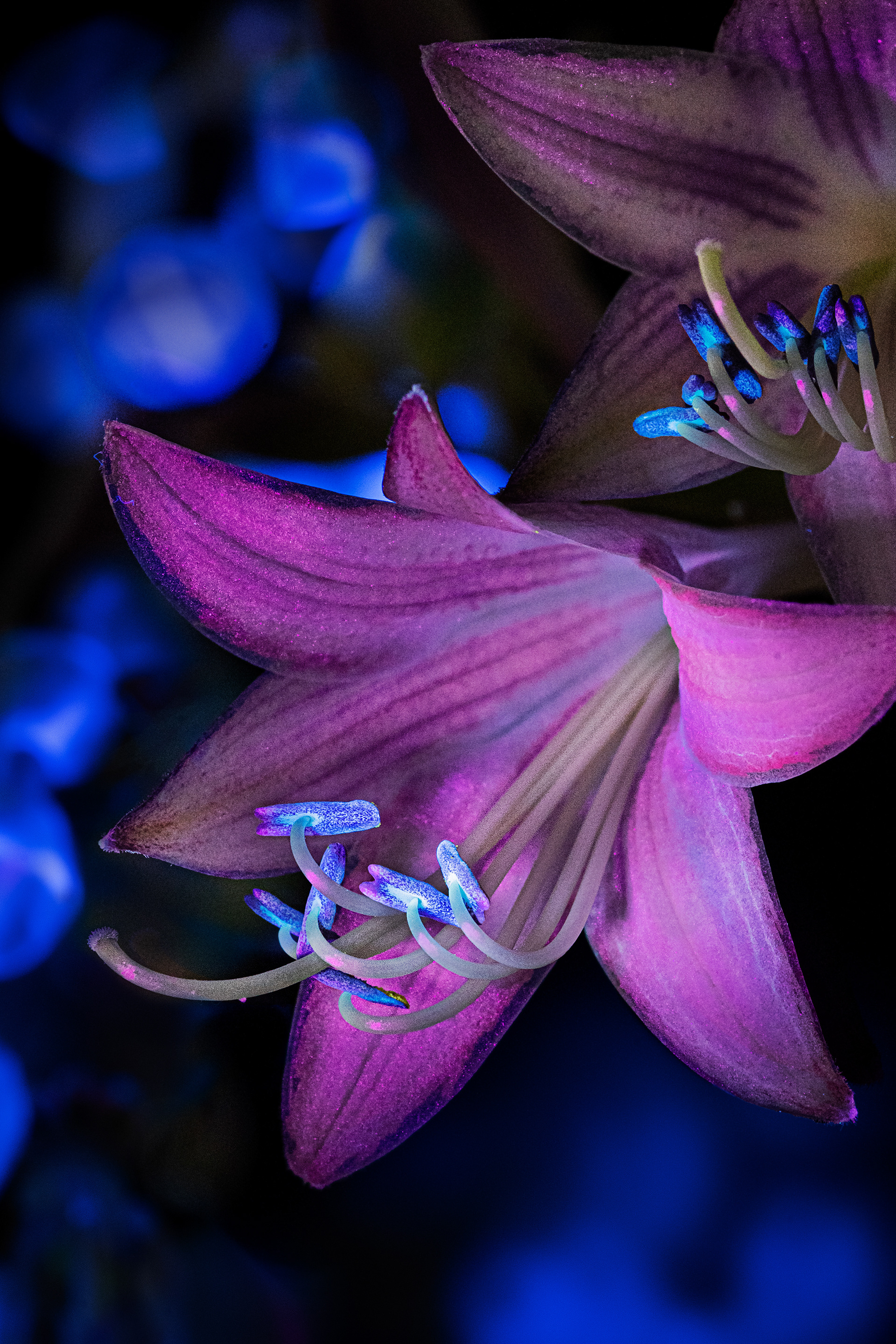 UV induced Fluorescence on Hosta Flower