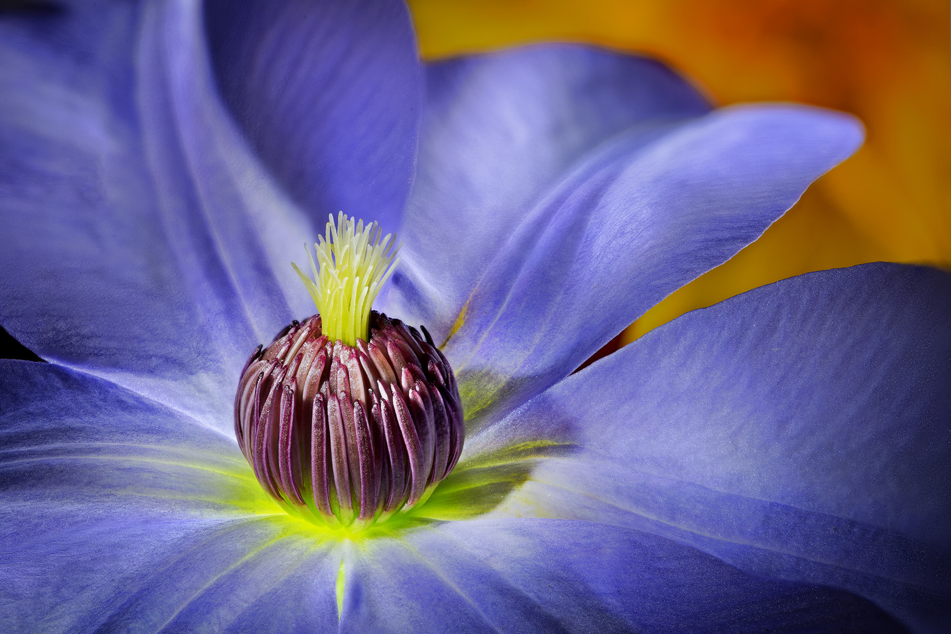 Clematis