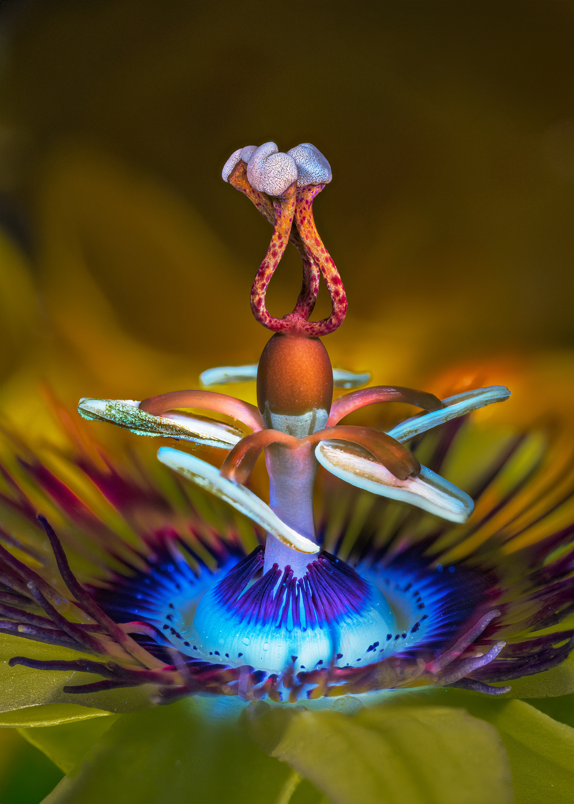 Passion Flower