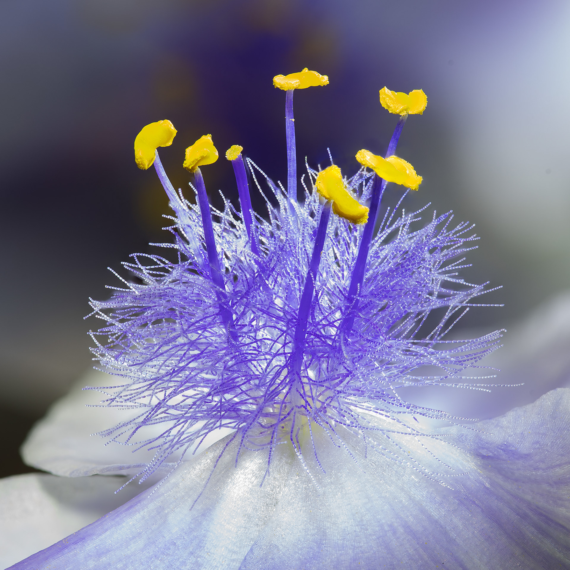 Spiderwort