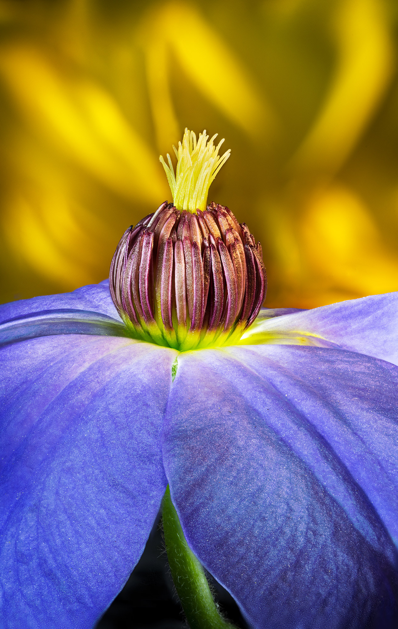 Clematis