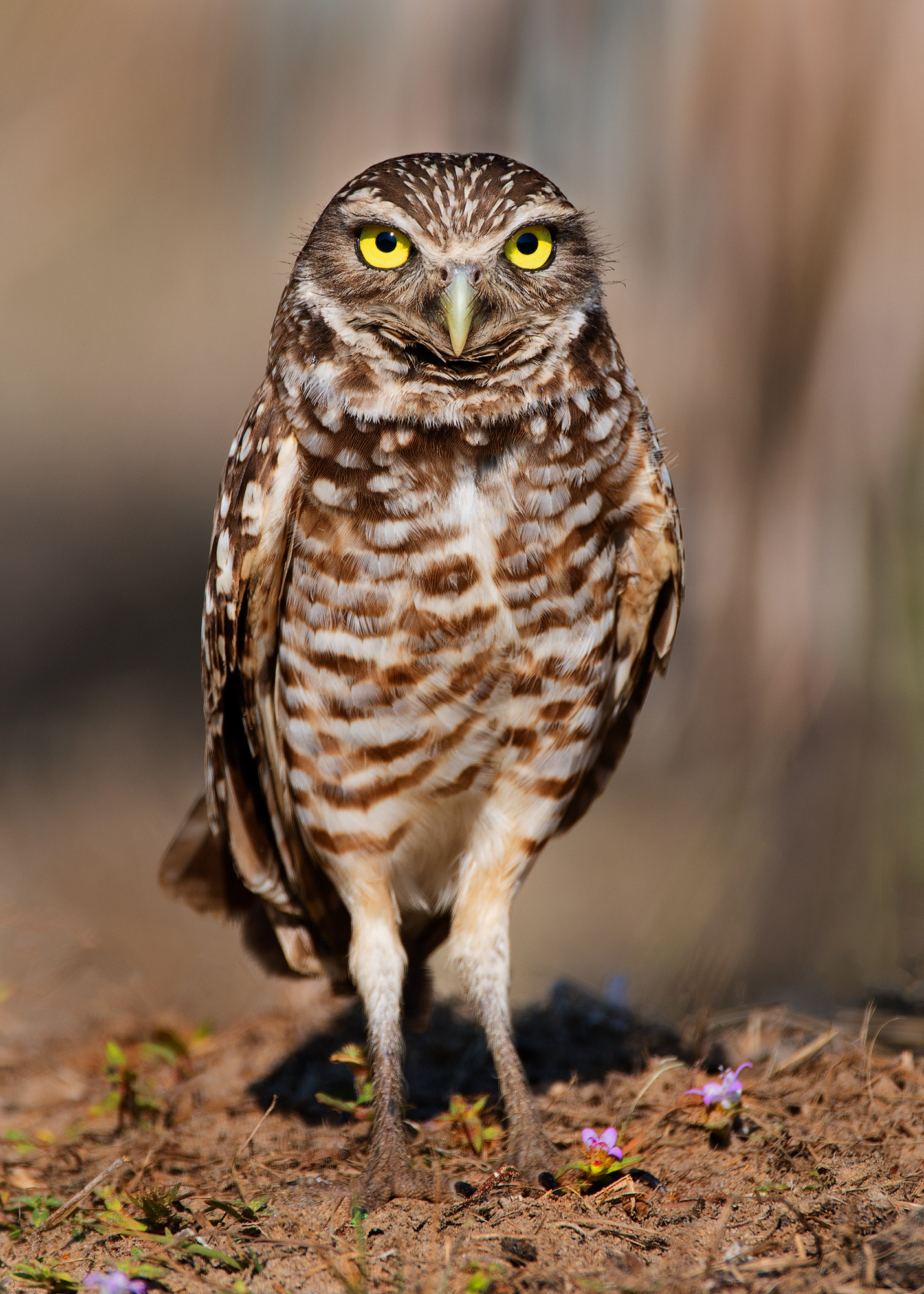 Burrowing Owl - Florida