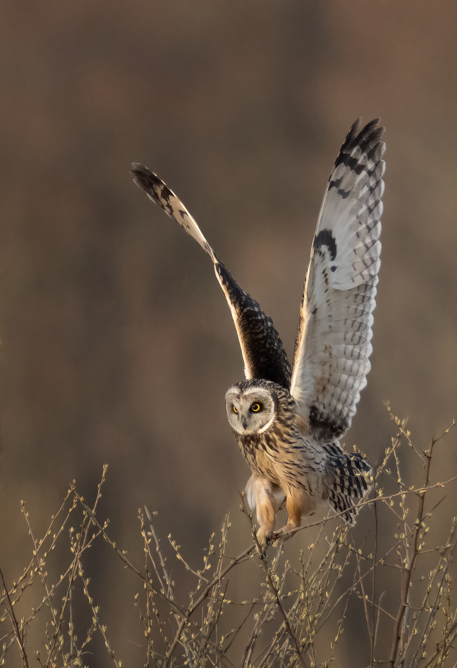 Short Ear Owl