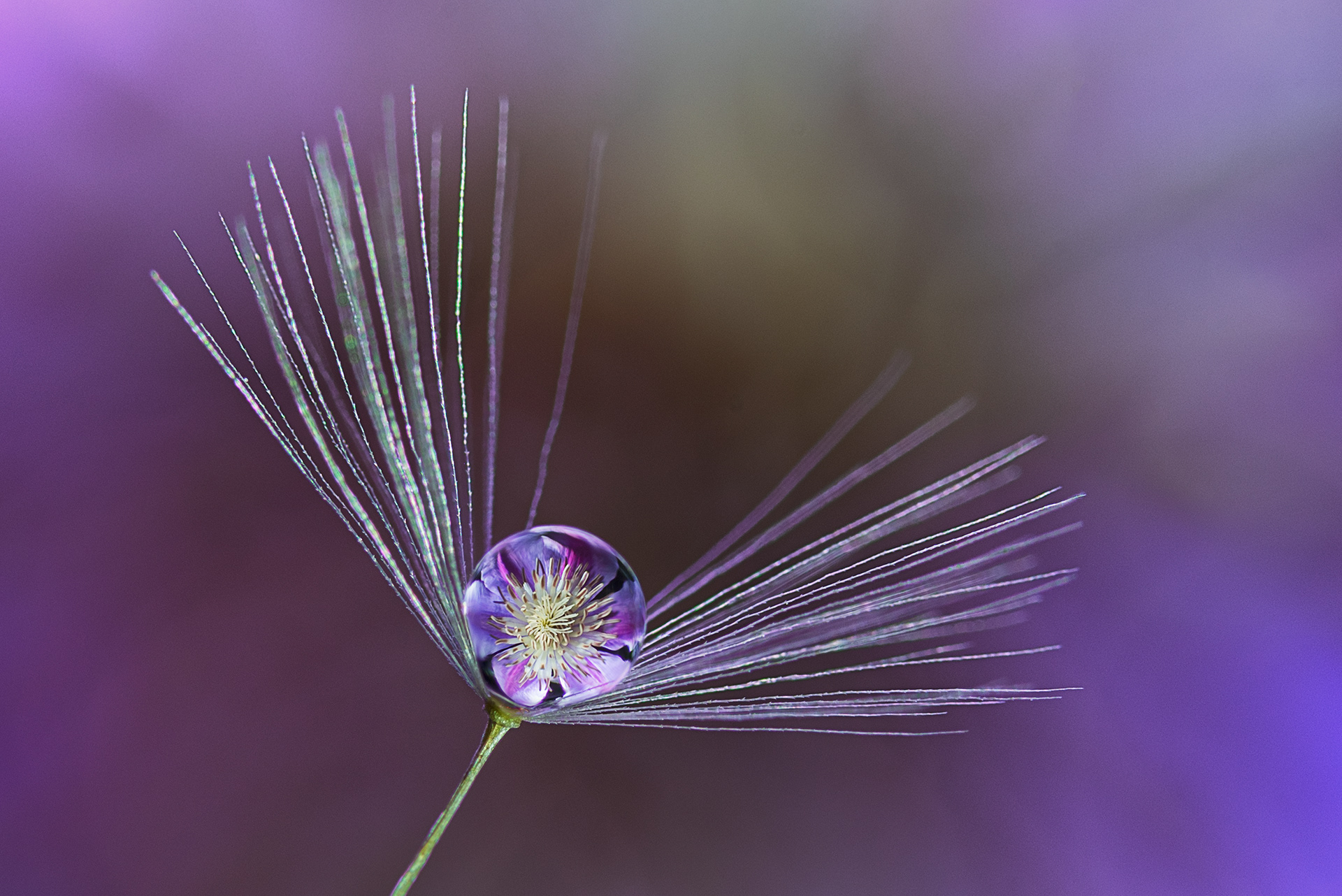 Dandelion Puff with Water Drop