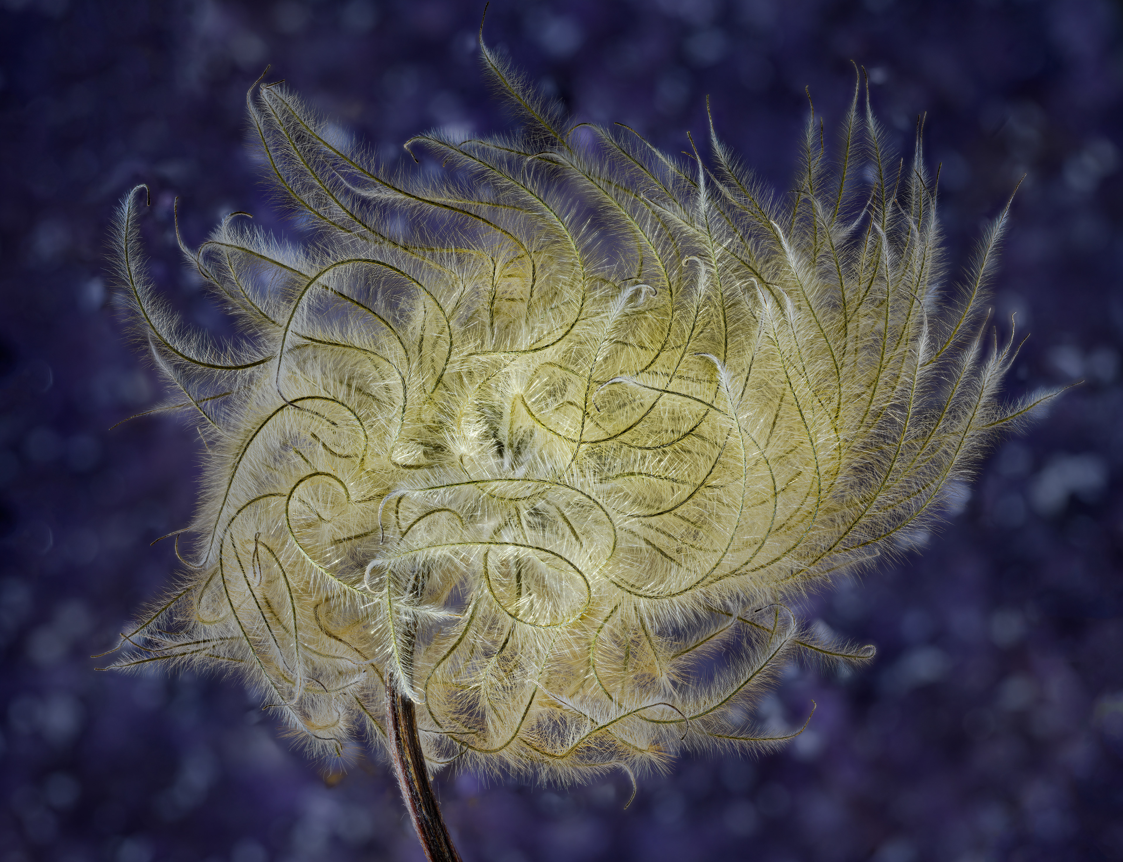 Clematis Seed Head