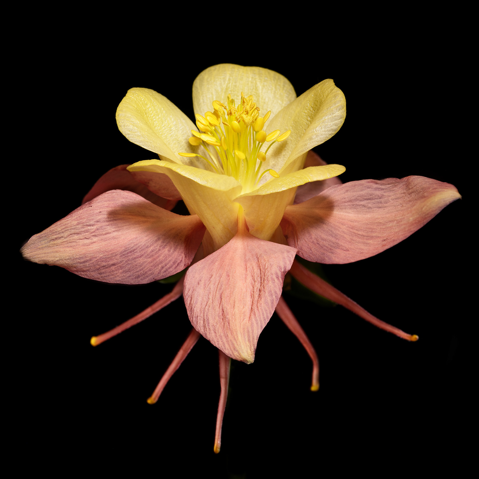 Columbine