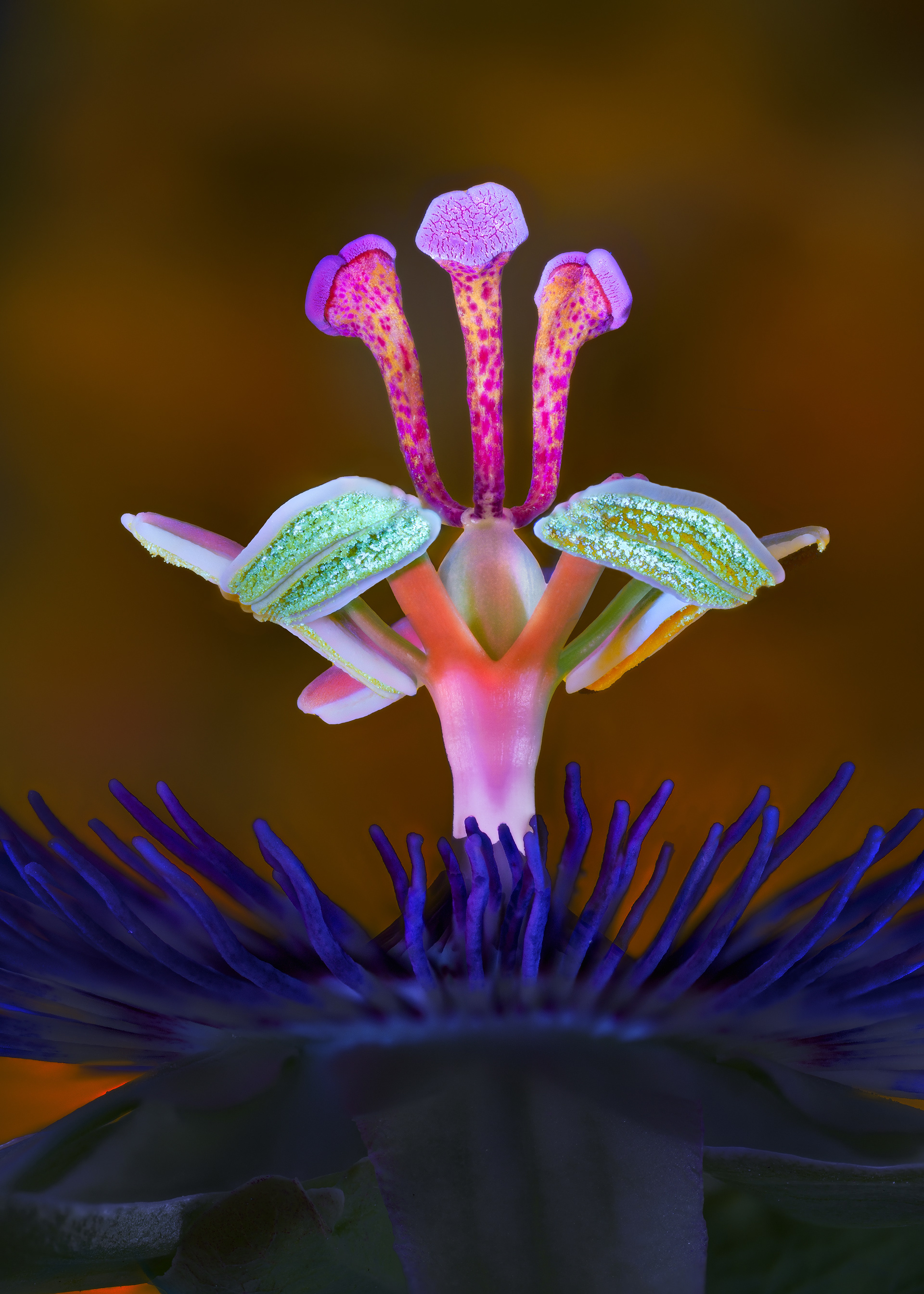 Passion Flower