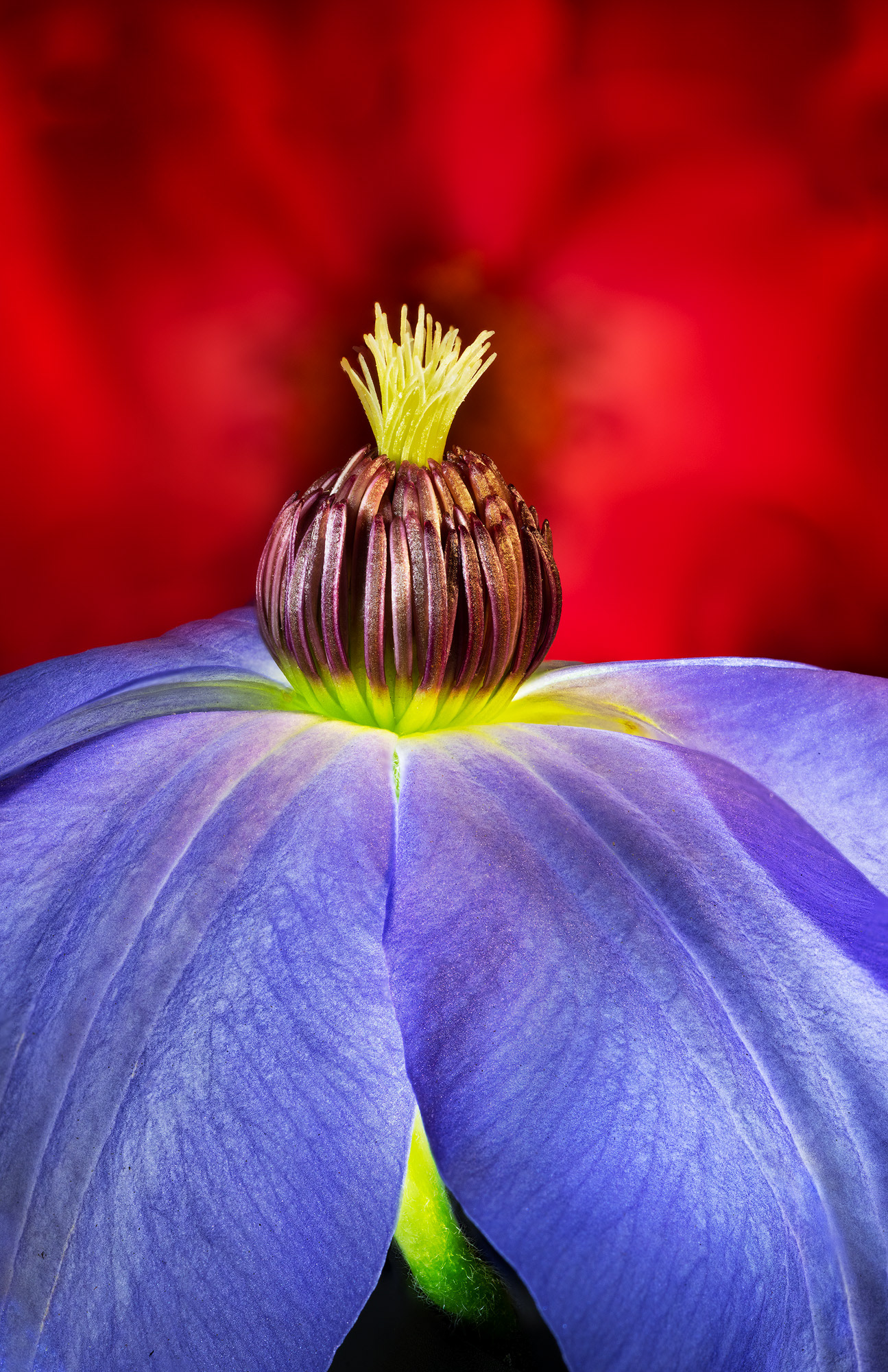 Clematis