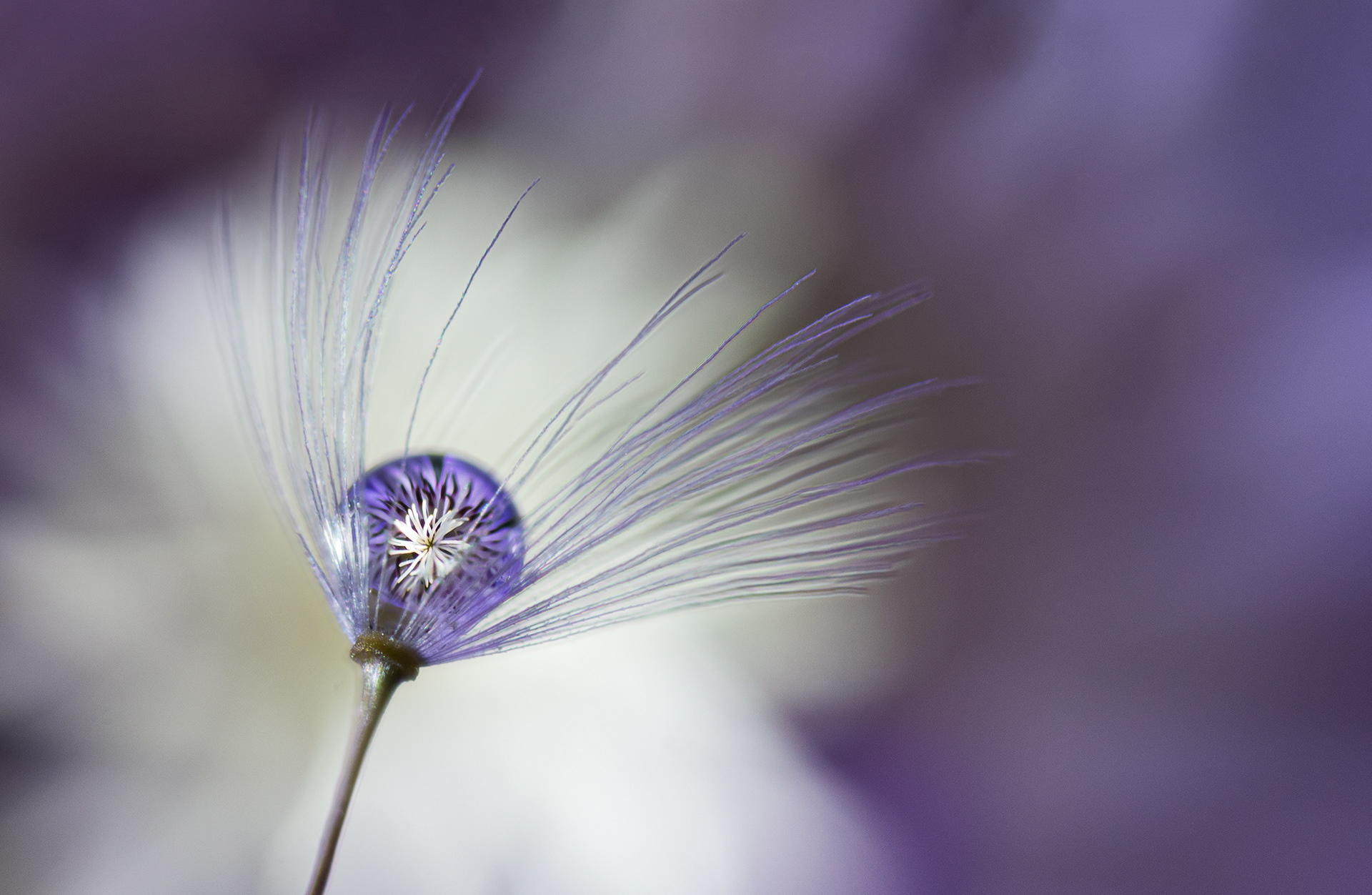 Dandelion Puff with Water Drop