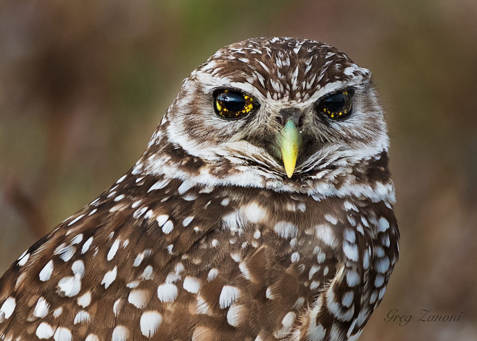 Burrowing Owl - Florida - Taken on Easter Sunday, Look closely at his right Eye