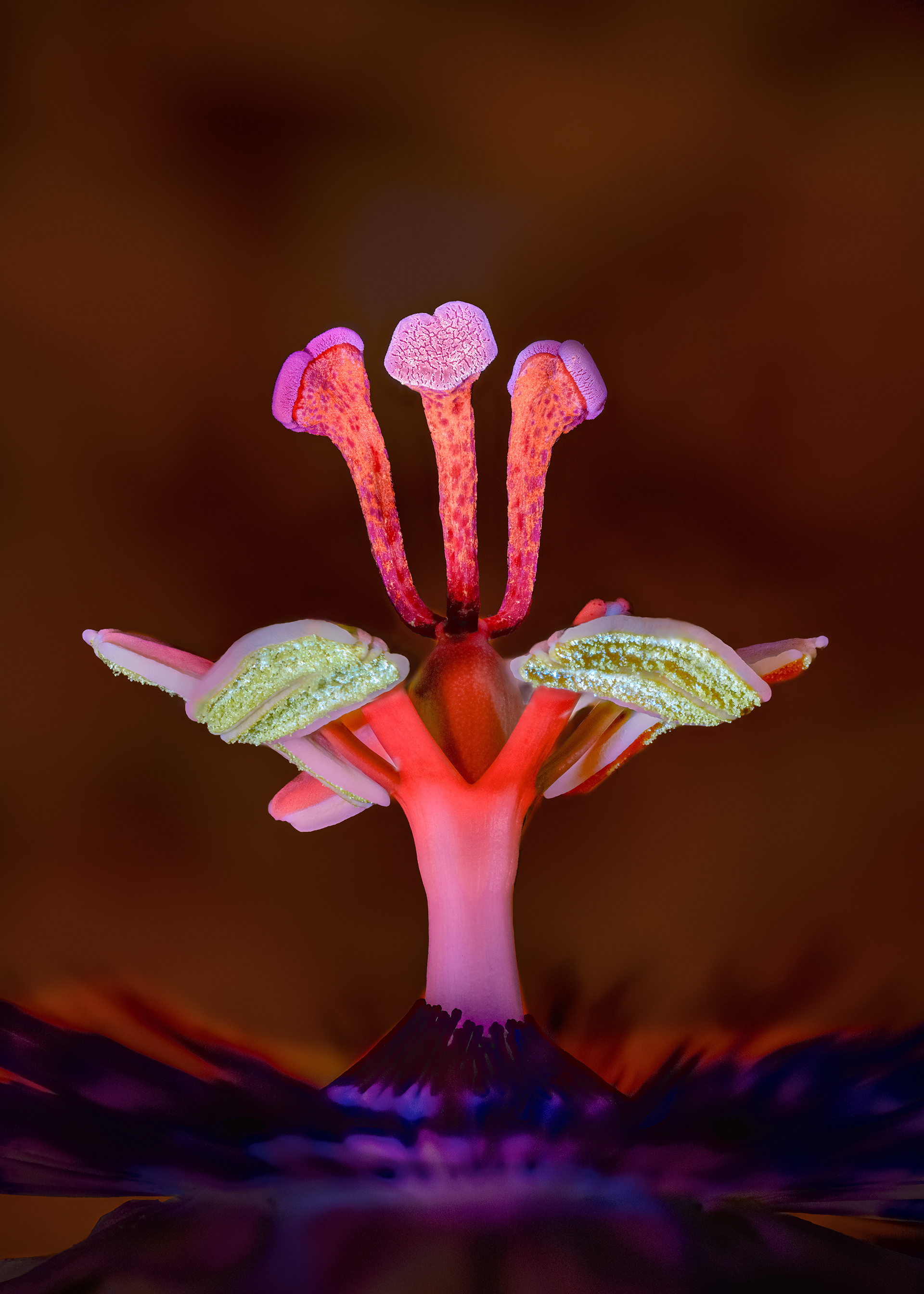 Passion Flower