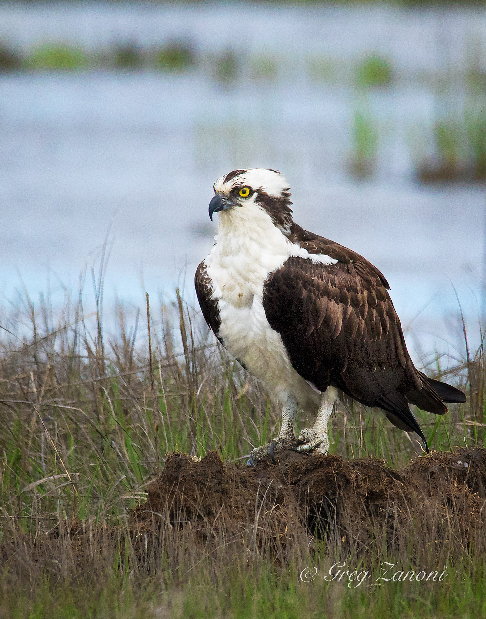 Osprey - Cape May, NJ
