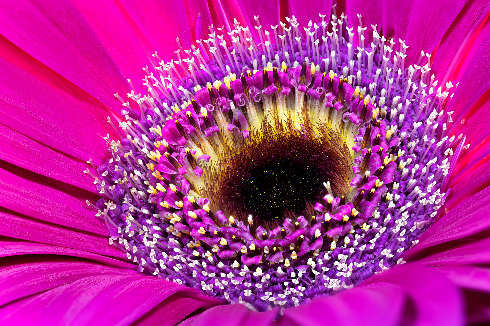 Gerbera Daisy