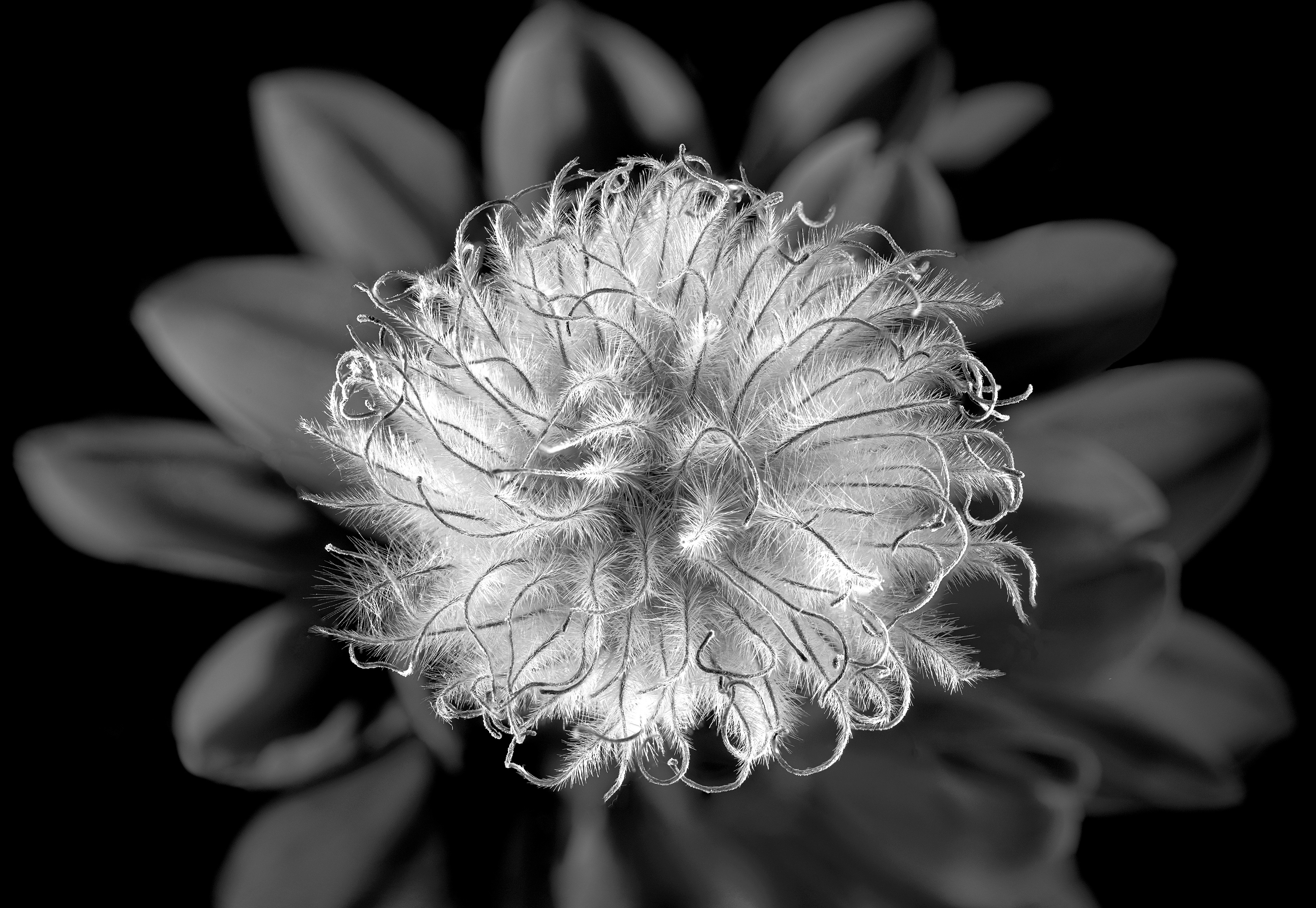 Clamatis Seed
